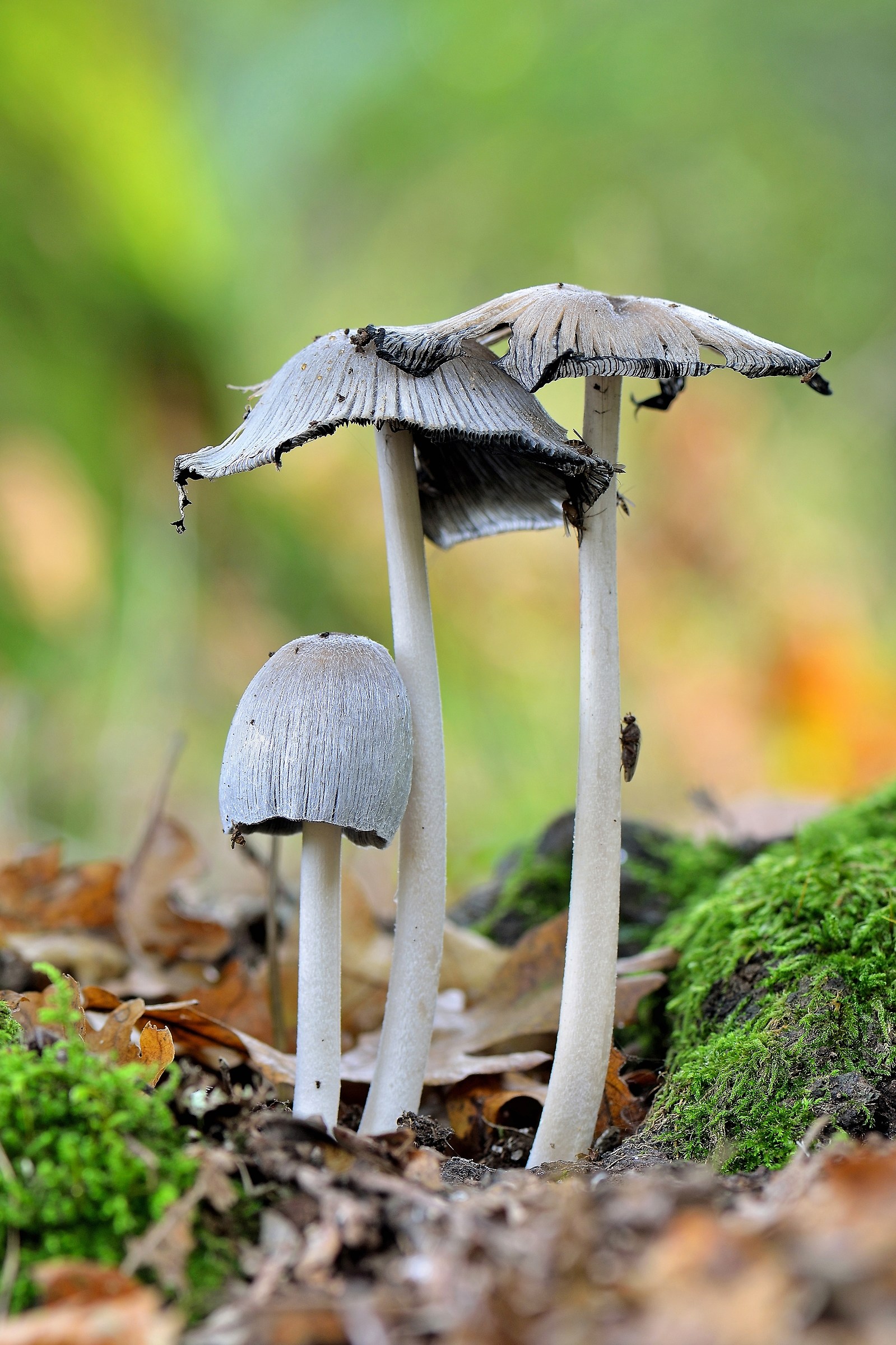 Coprinus atramentarius