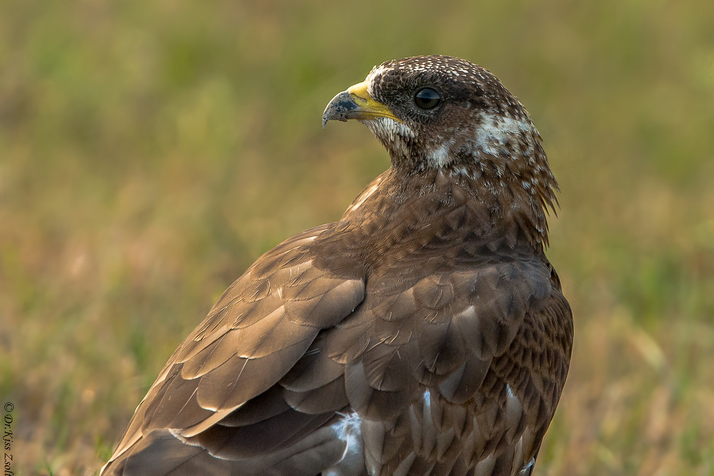 Ritratto di buzzard di miele