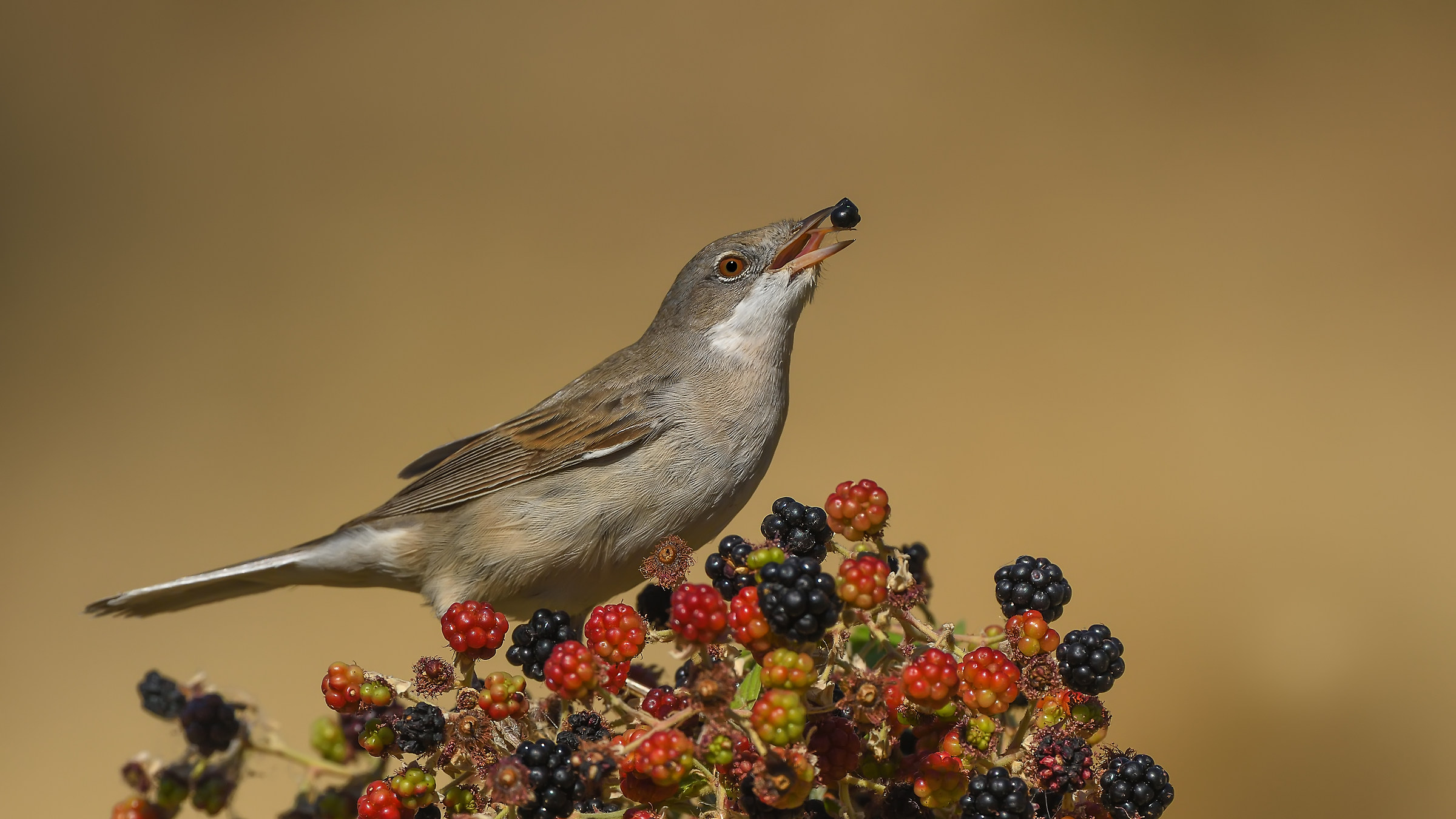 Akgerdanl? ötleğen » Common Whitethroat &raq...