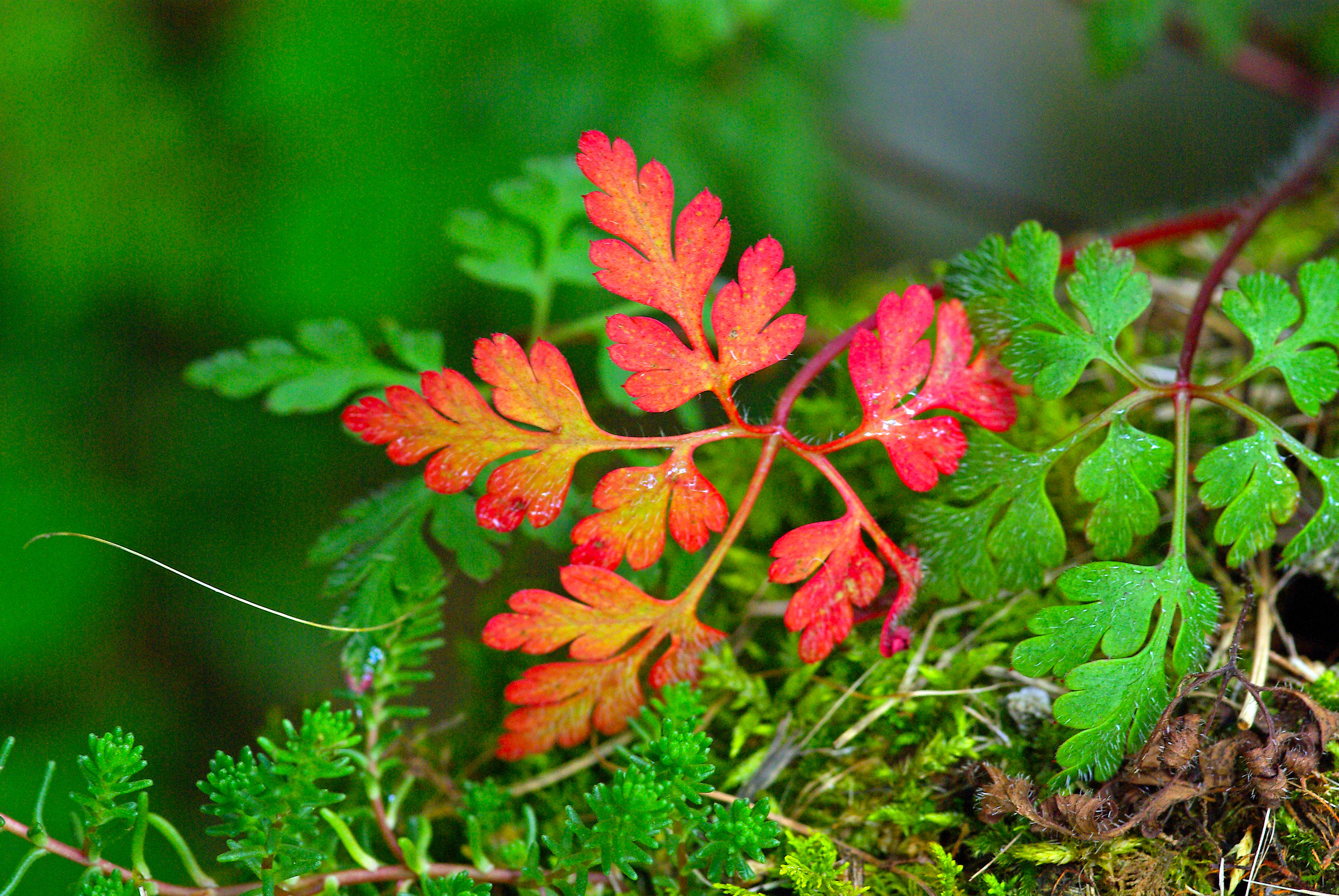 Colori del sottobosco