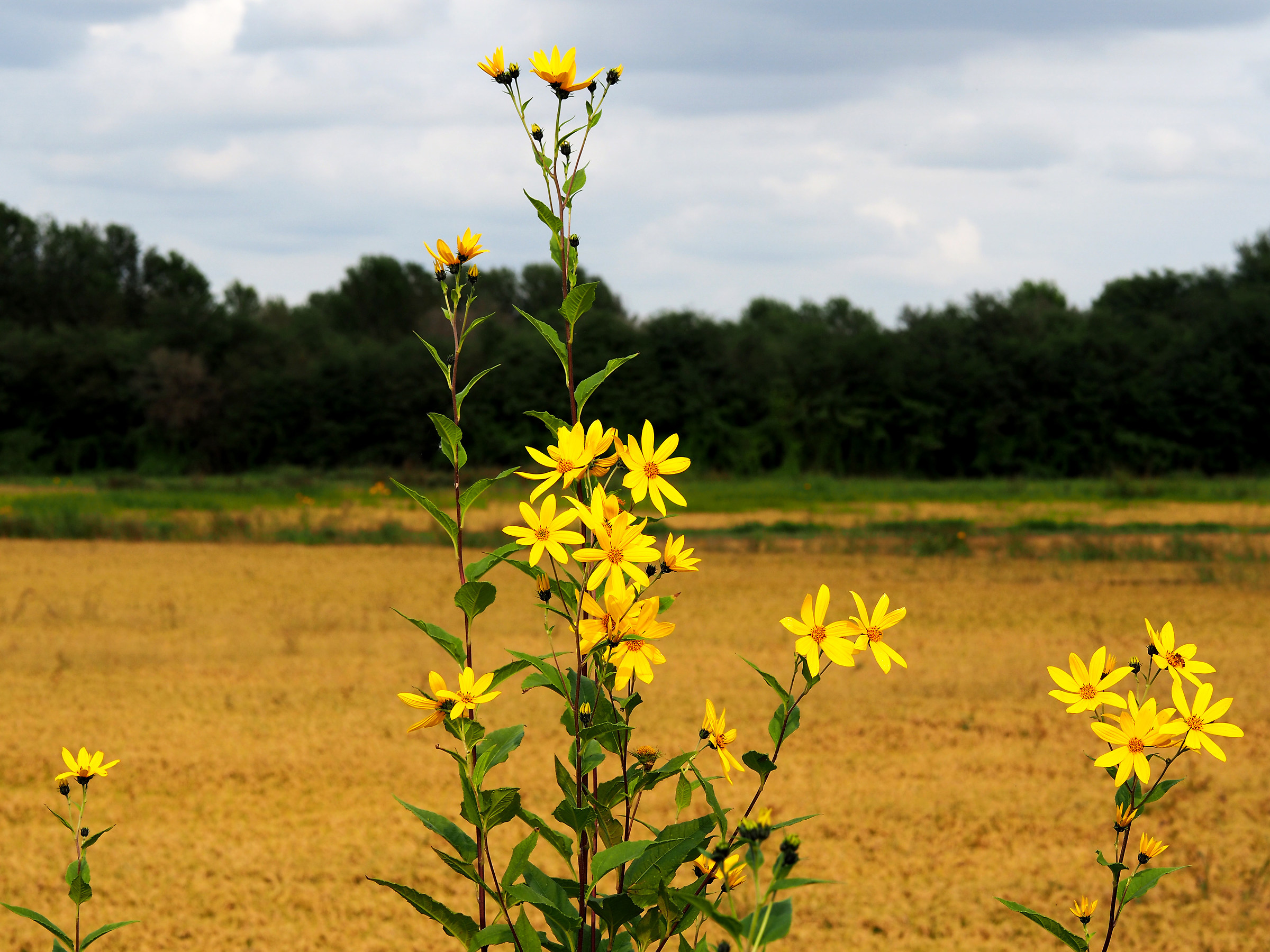 flowers among the rice paddies