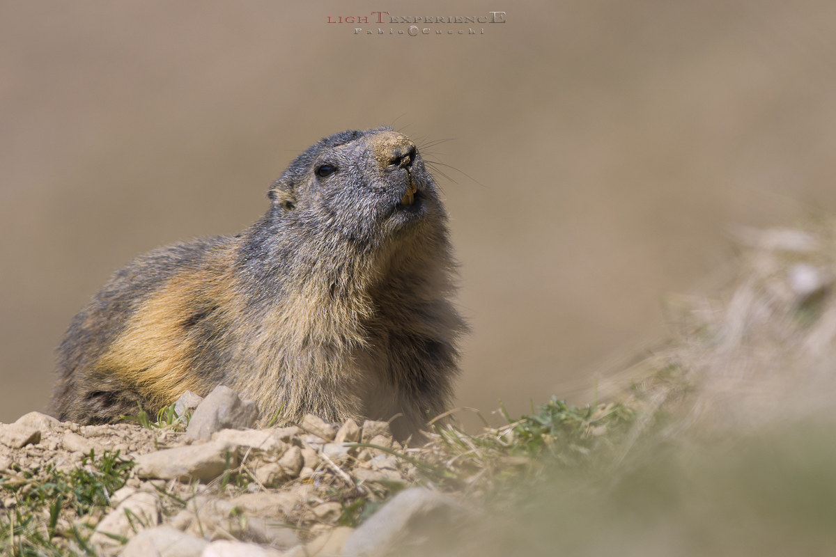 Marmot