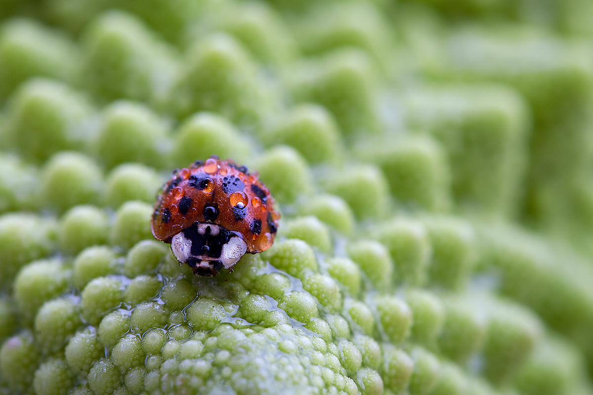 Ladybug