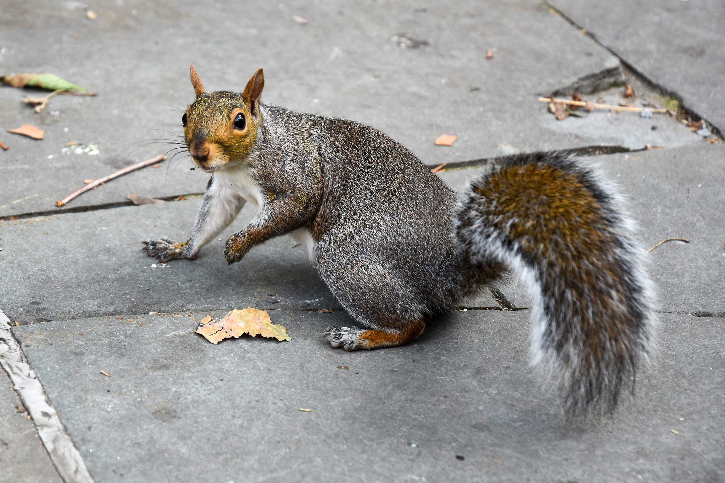 Scoiattolo in posa