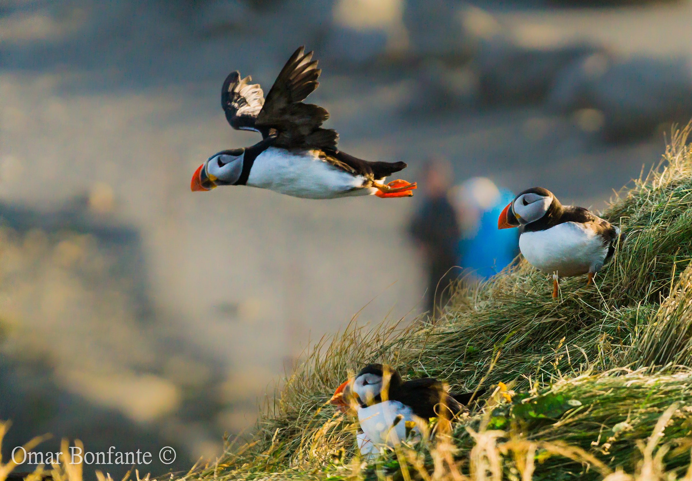 Puffin, Iceland