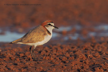 Charadrius ruficapillus