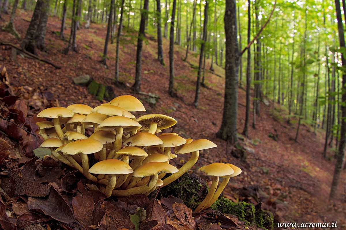 Hypholoma fasciculare