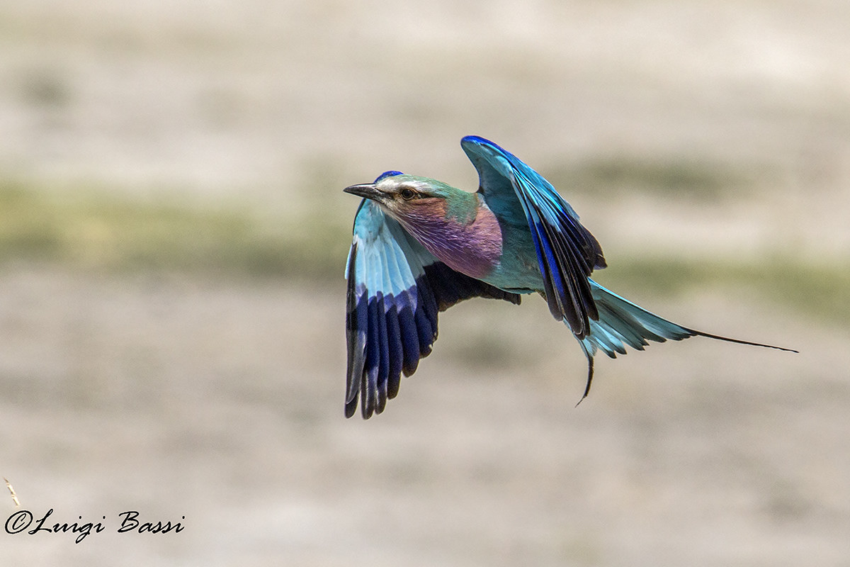 Lily of the valley in flight