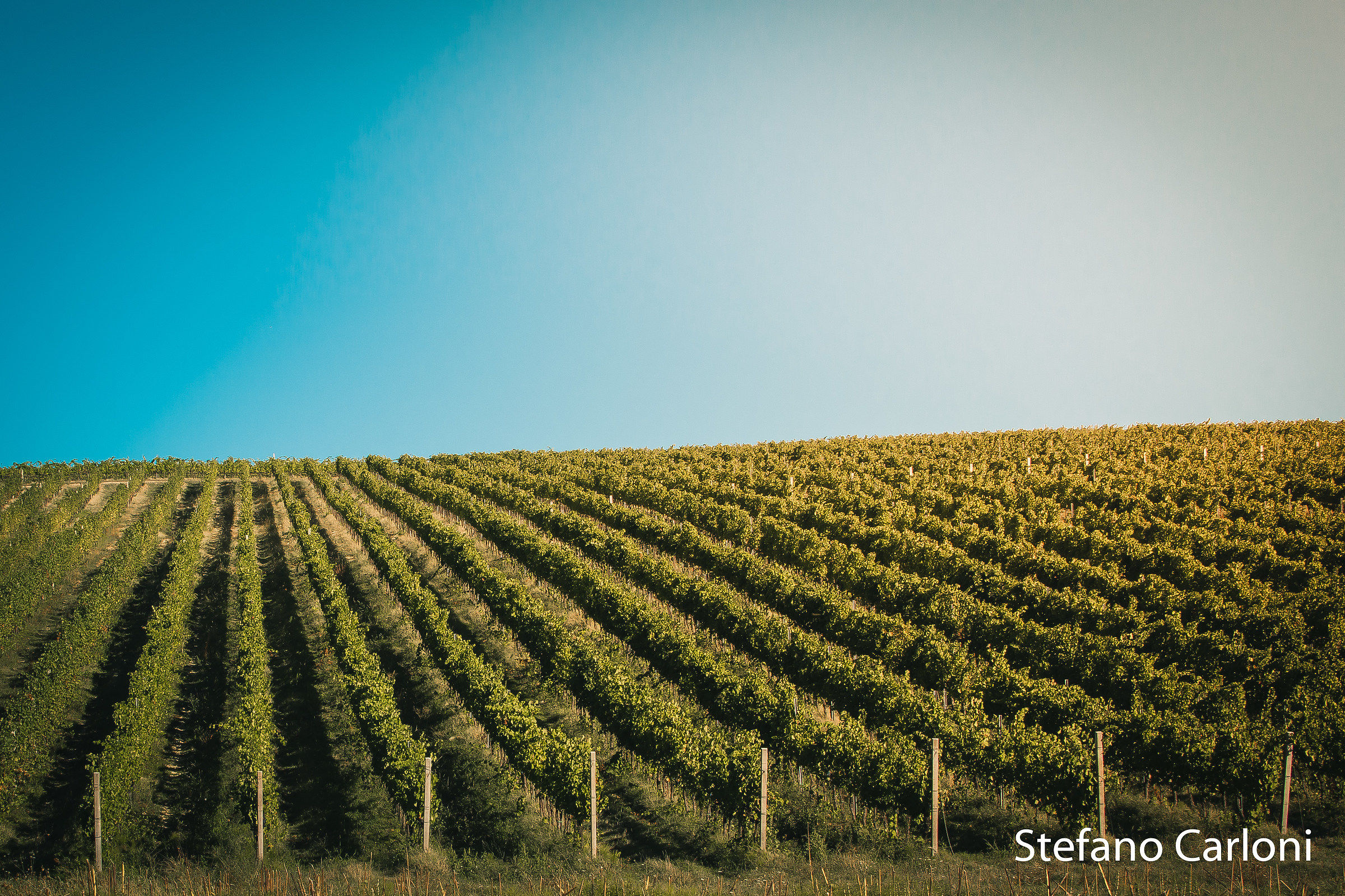 Vineyards in Montefalco (pg) 2