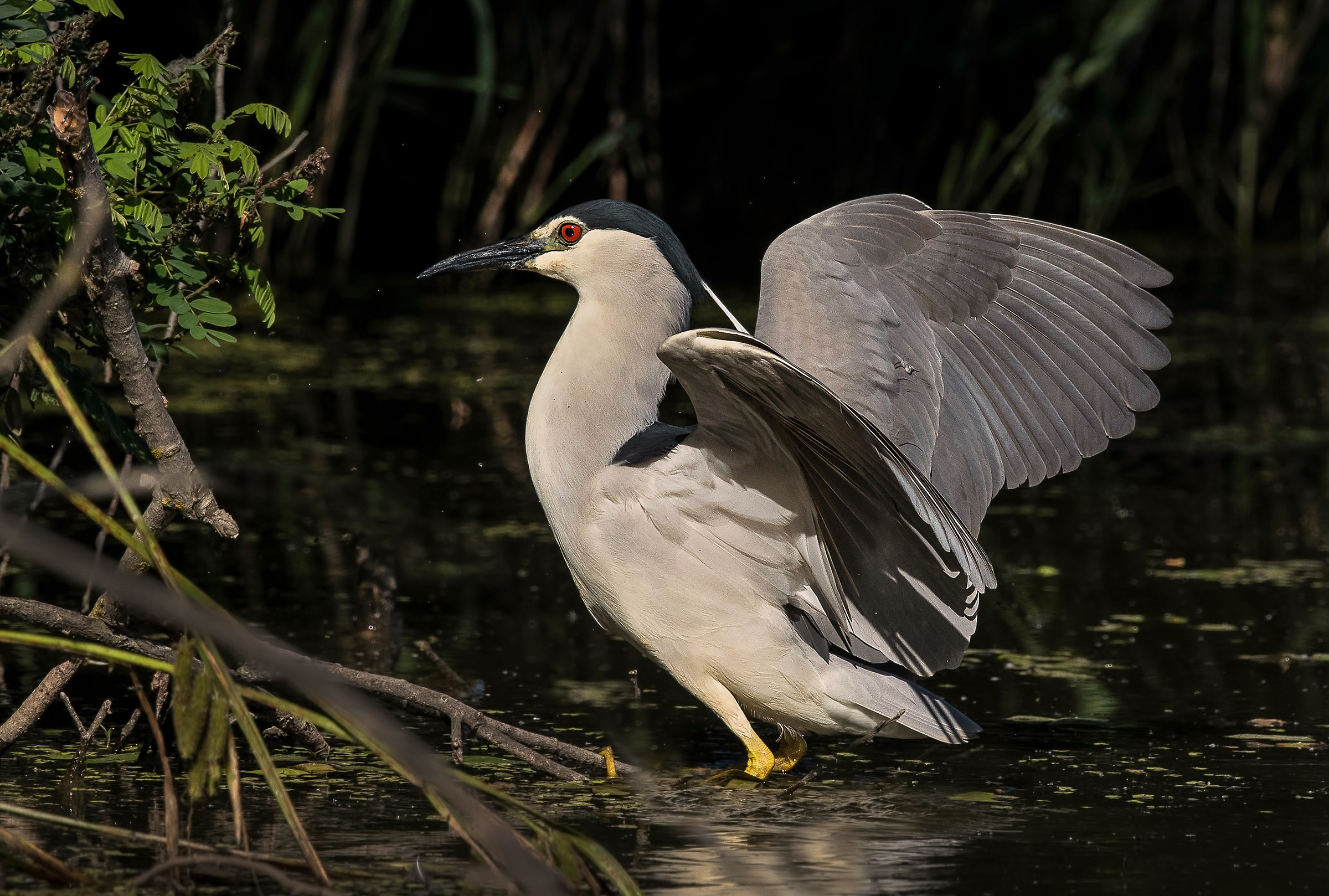 Night Heron