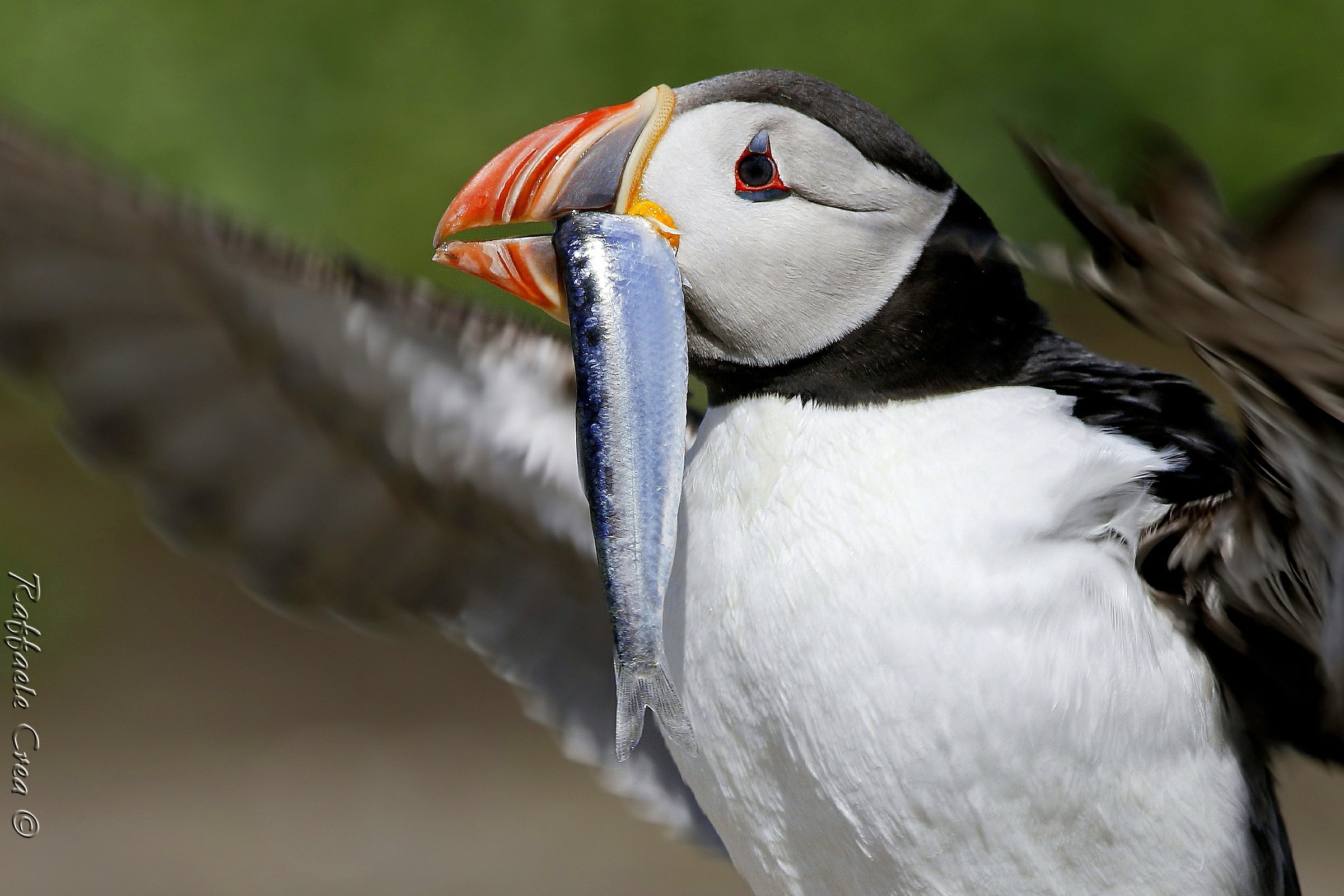 Puffin with Herring