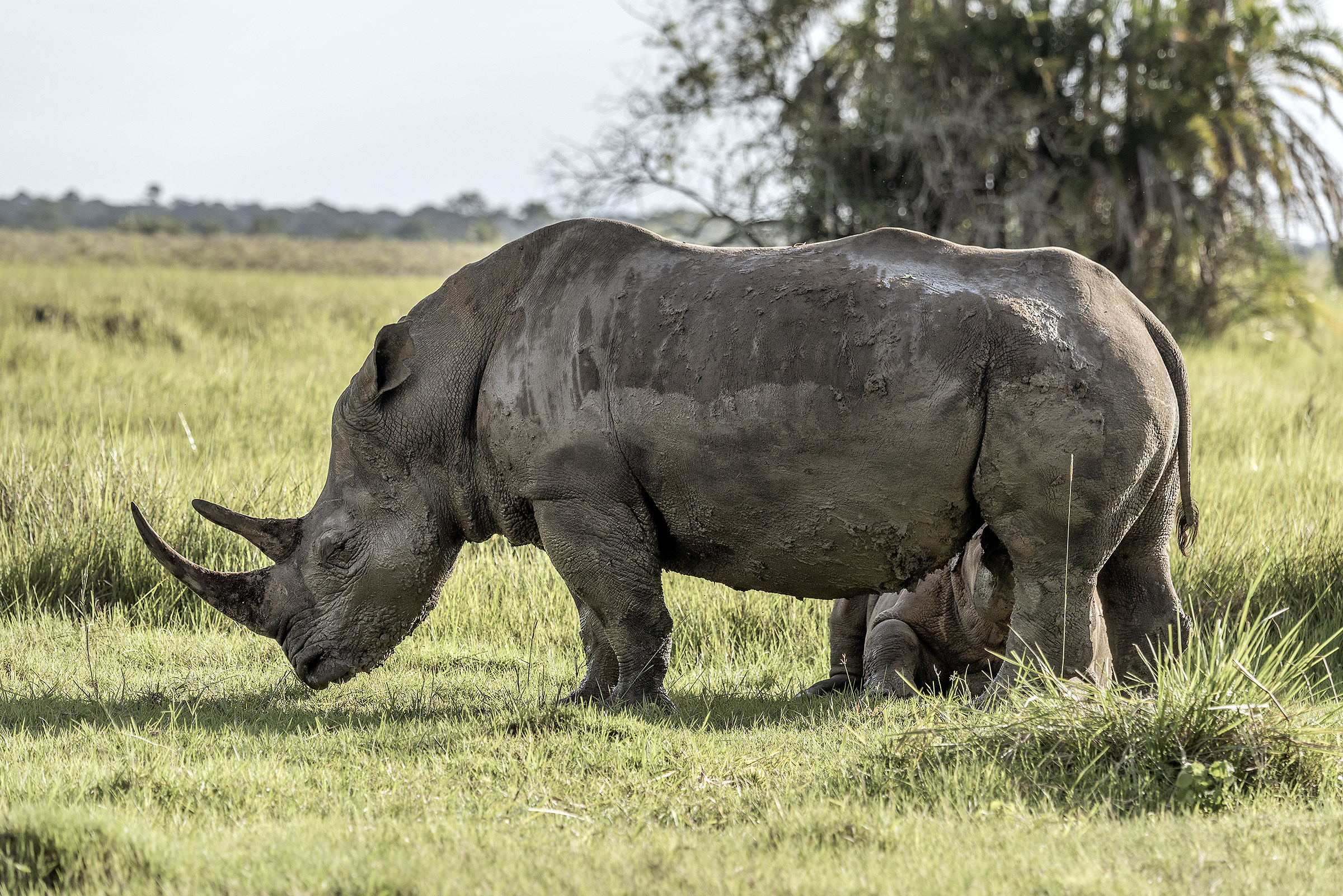 Allattamento - Uganda