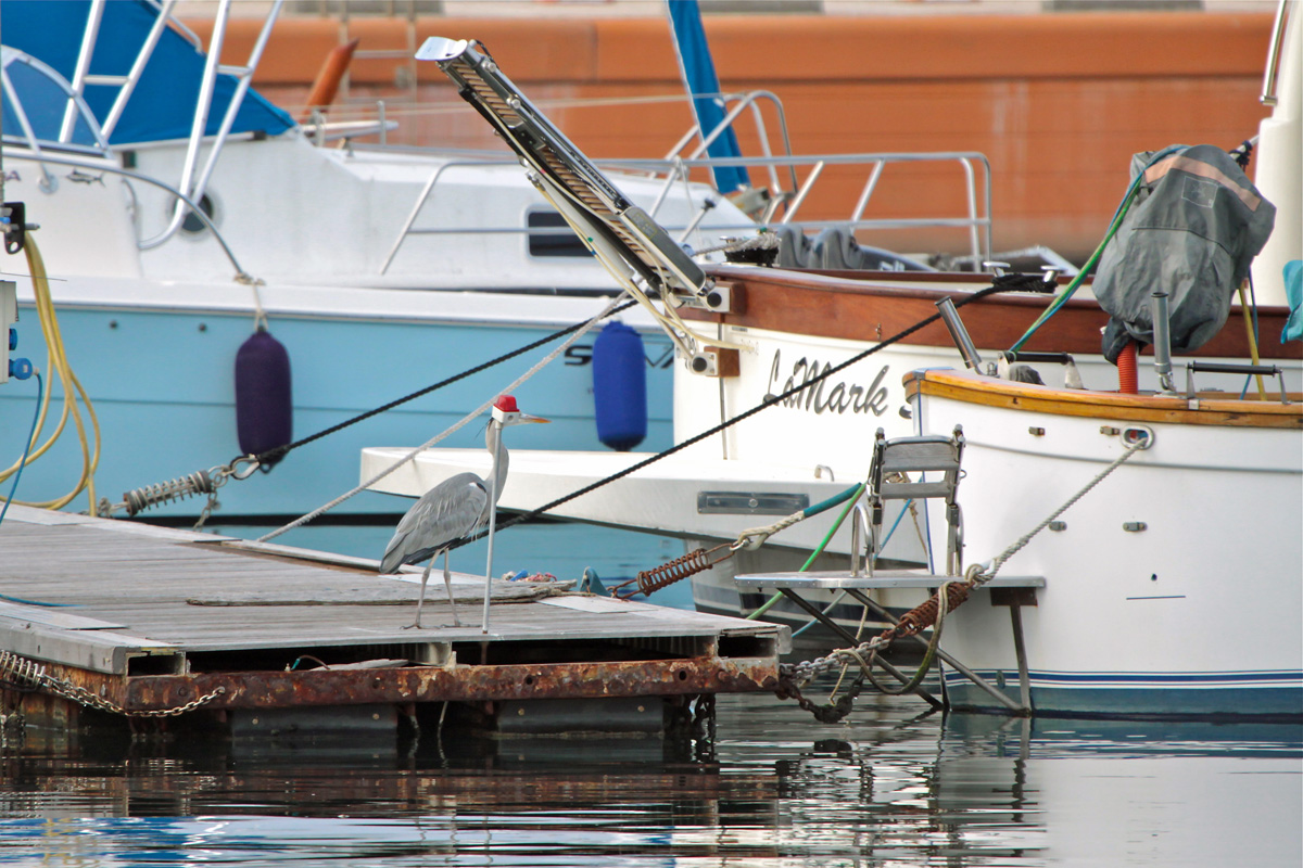 Airone giocherellone....
