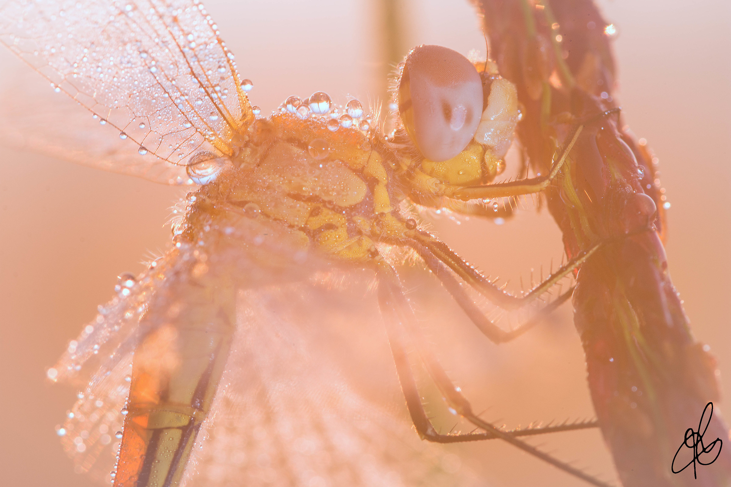 In The Morning Light