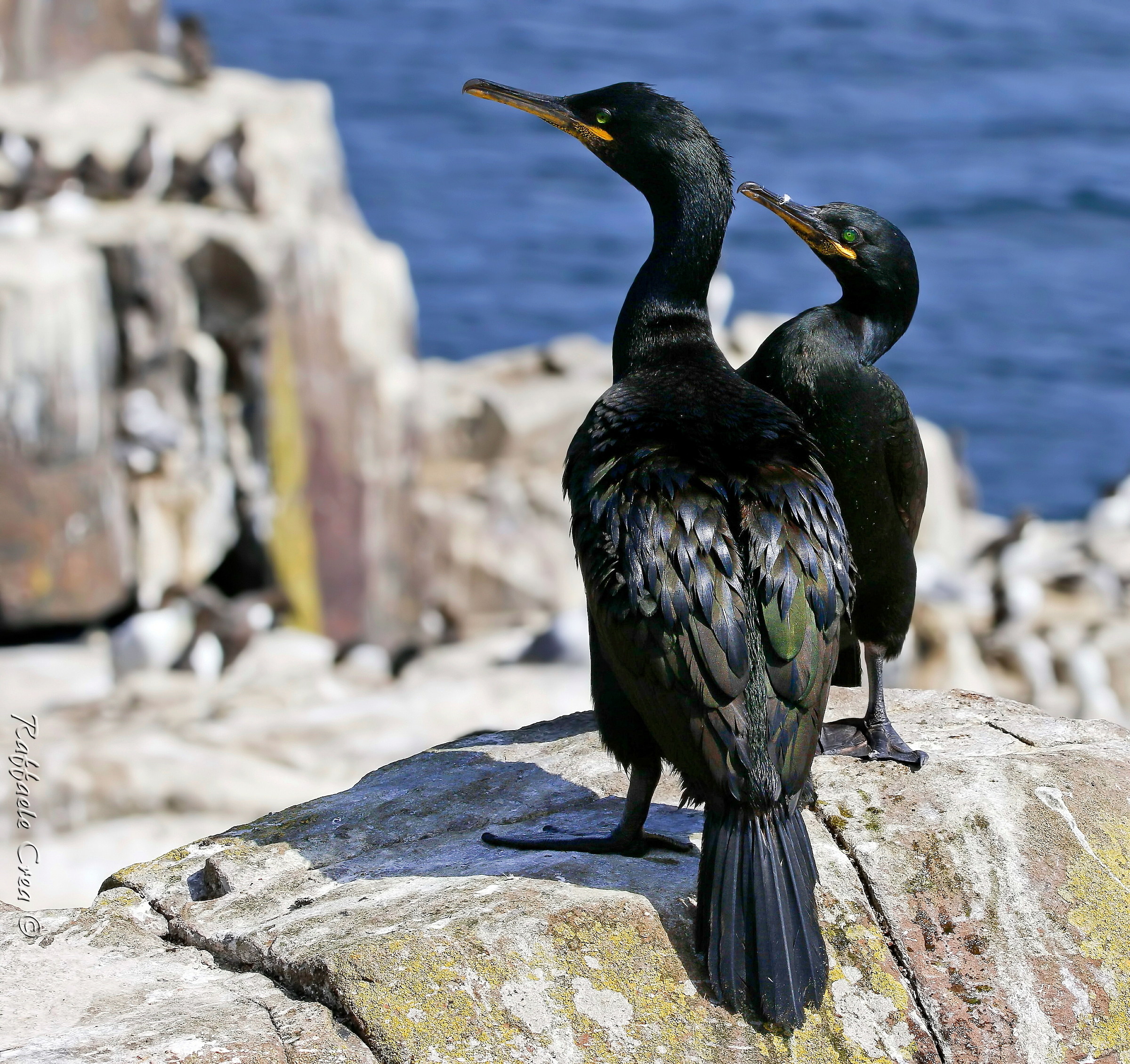 Marangoni from Ciuffo