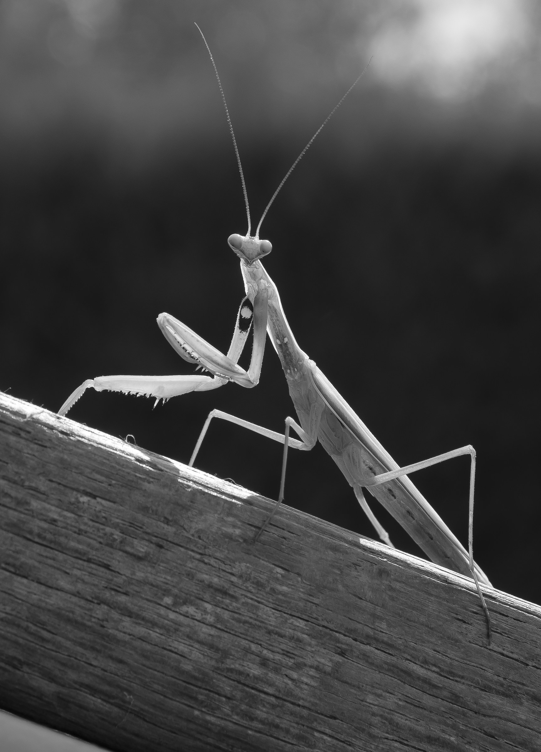 Praying mantis