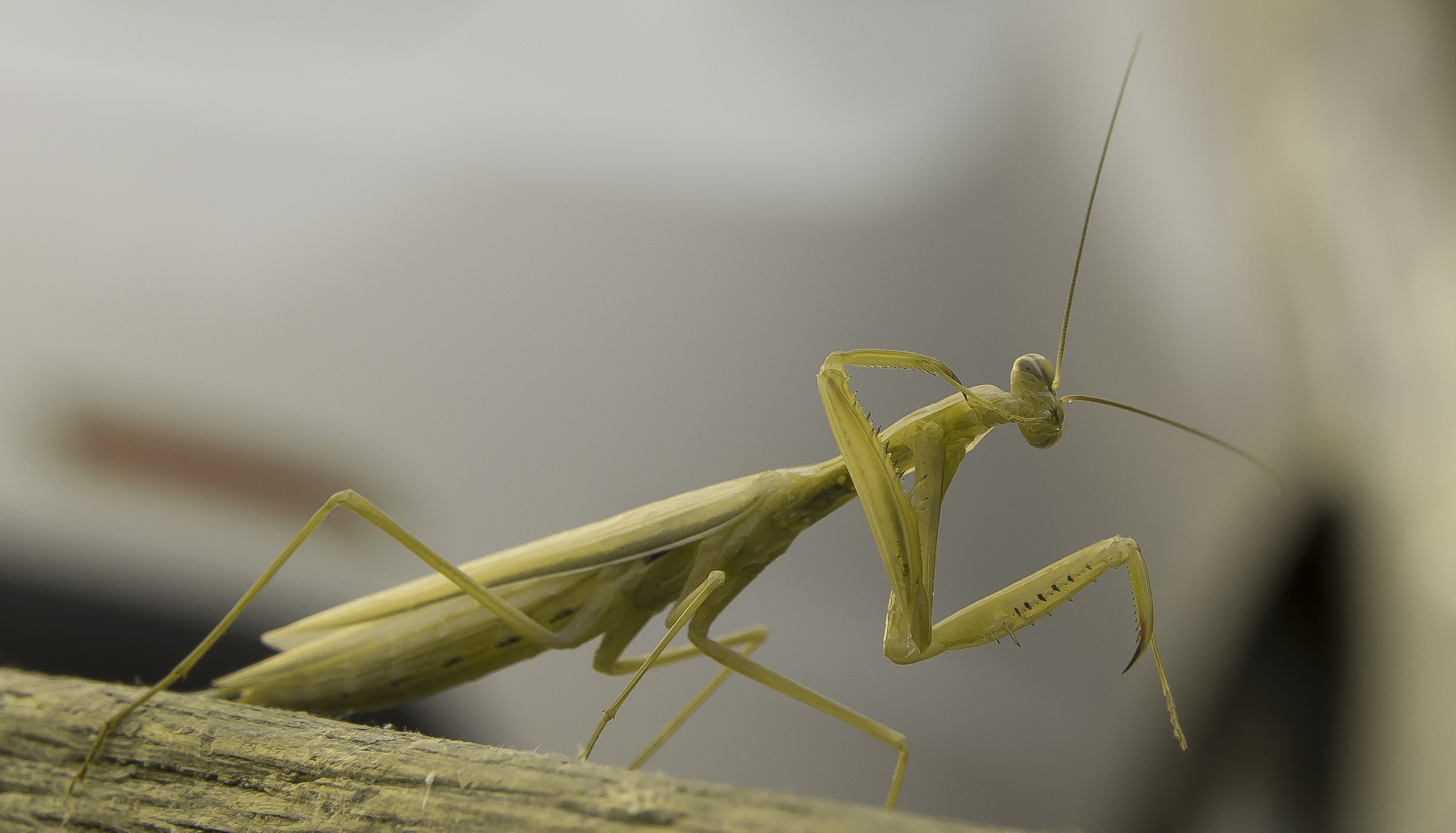 Praying mantis