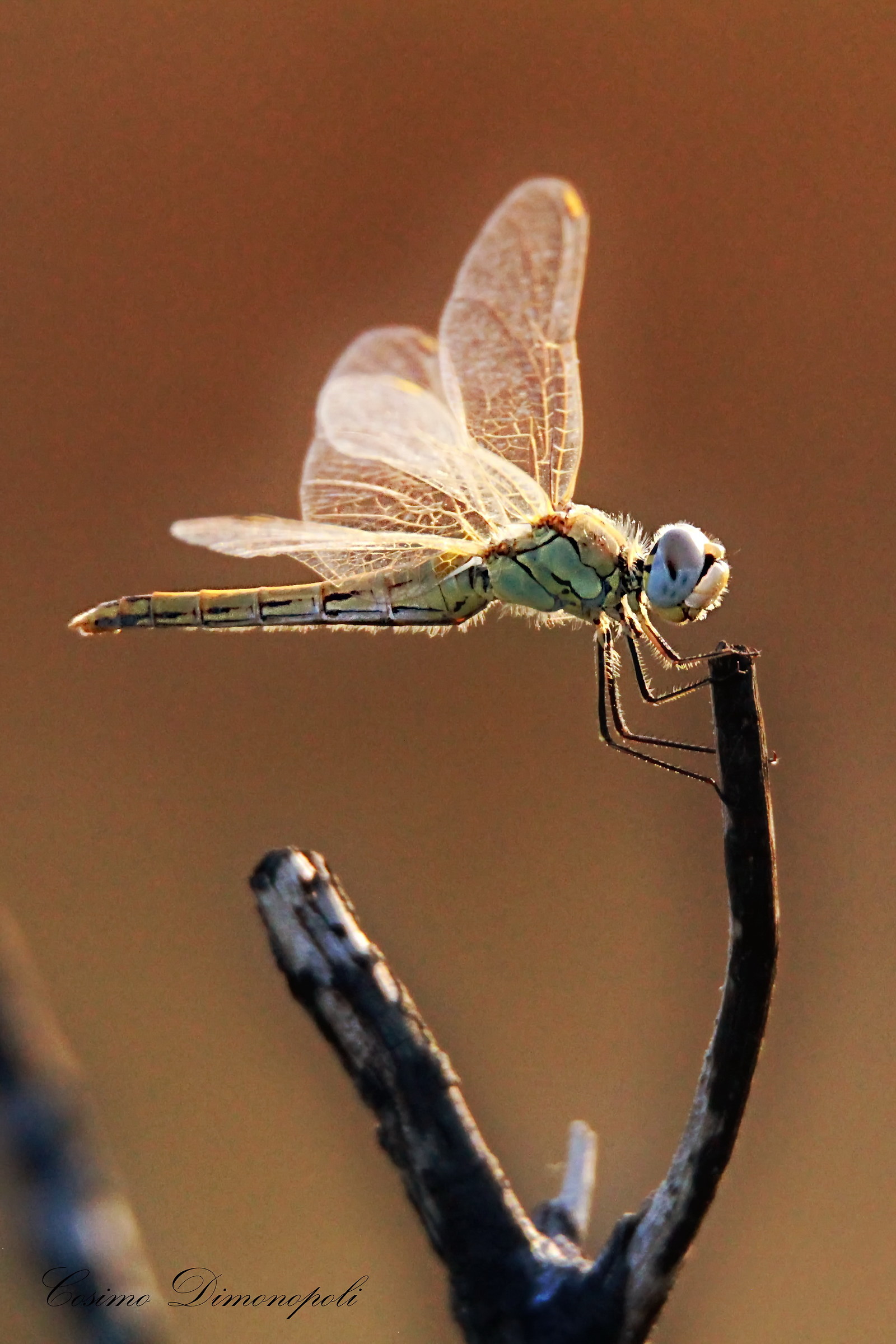 Libellula