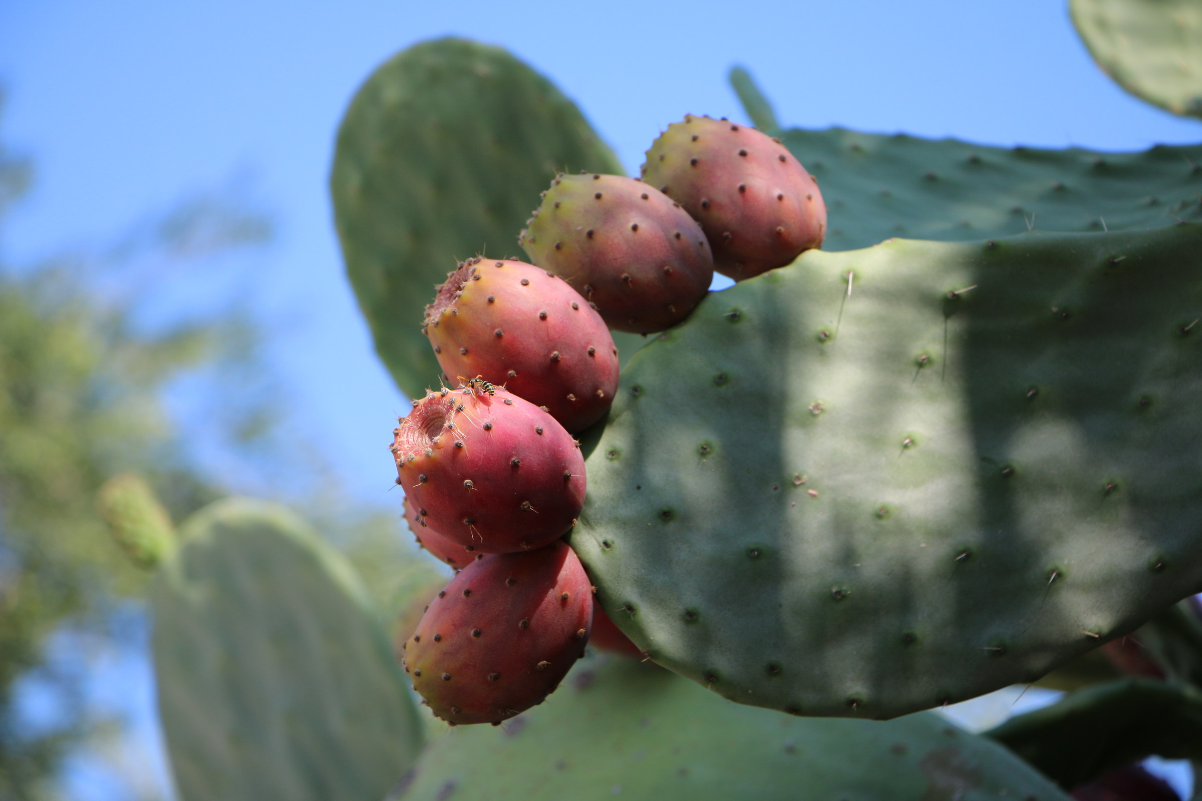 Indian fig tree Sicily 2016