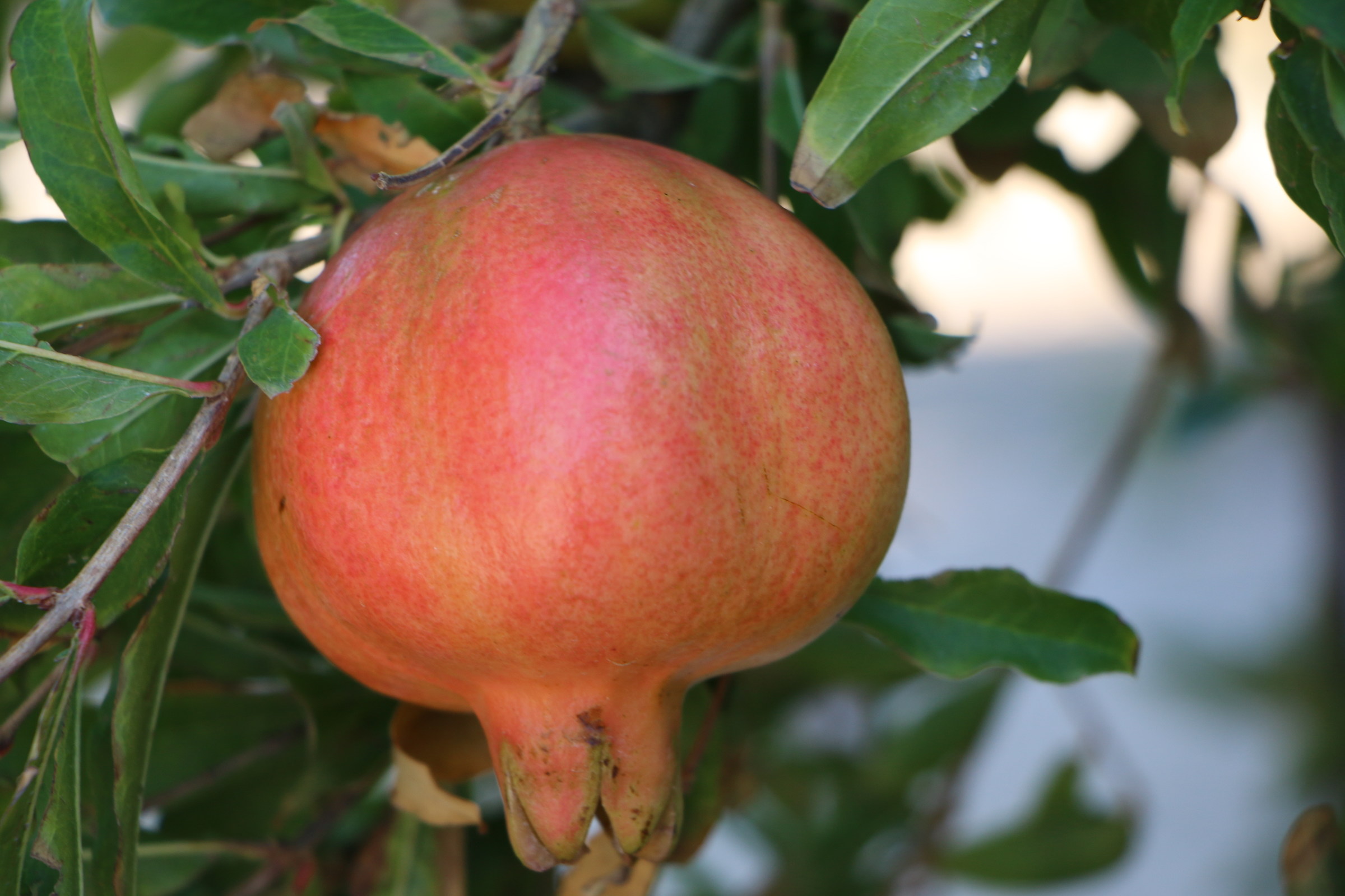 Melograno Sicilia 2016