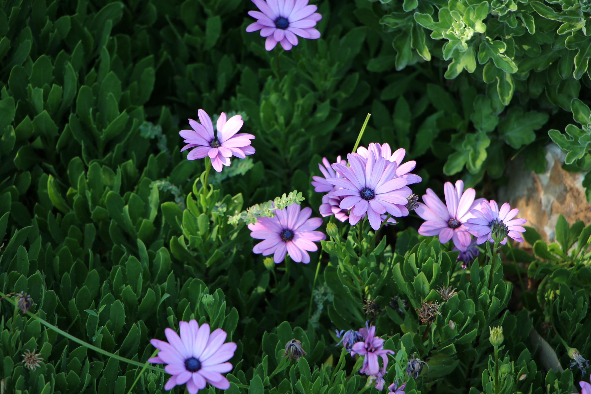Margherite Sicily 2016