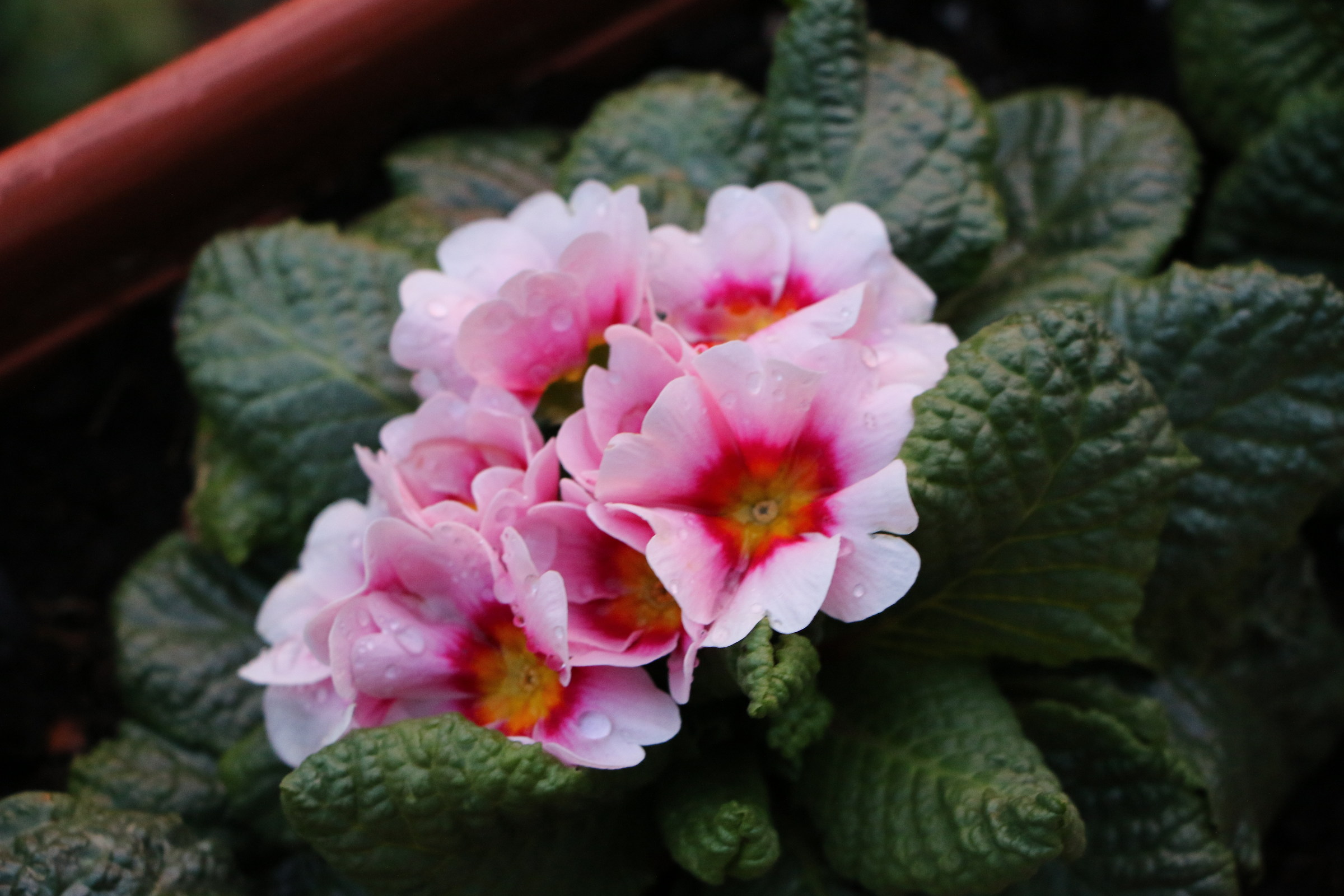 Primula