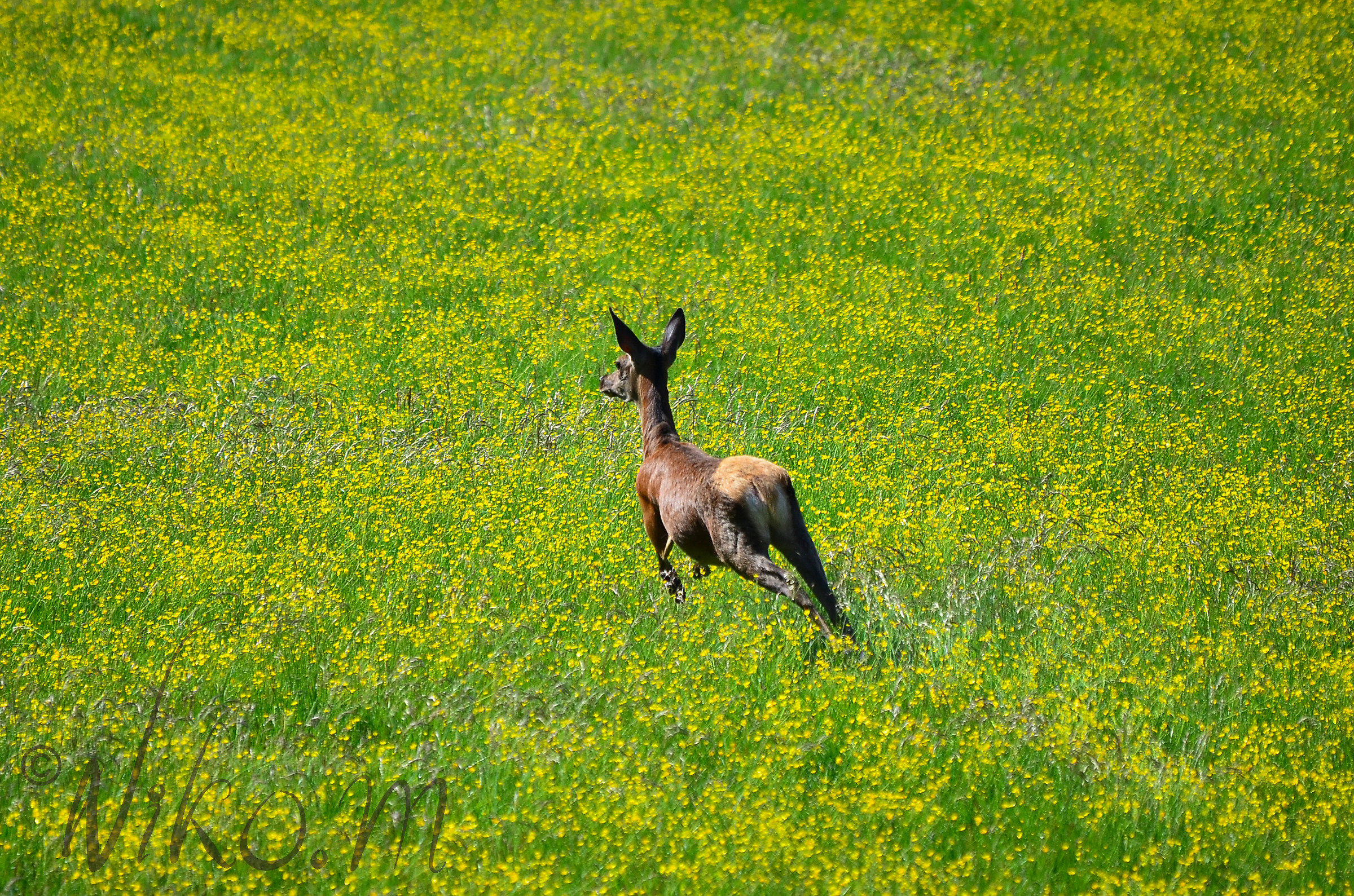 in fuga nel mare giallo