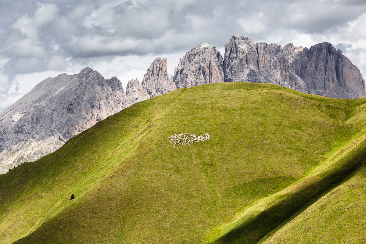 A bunch of sheep grazes at "one step from the sky"...
