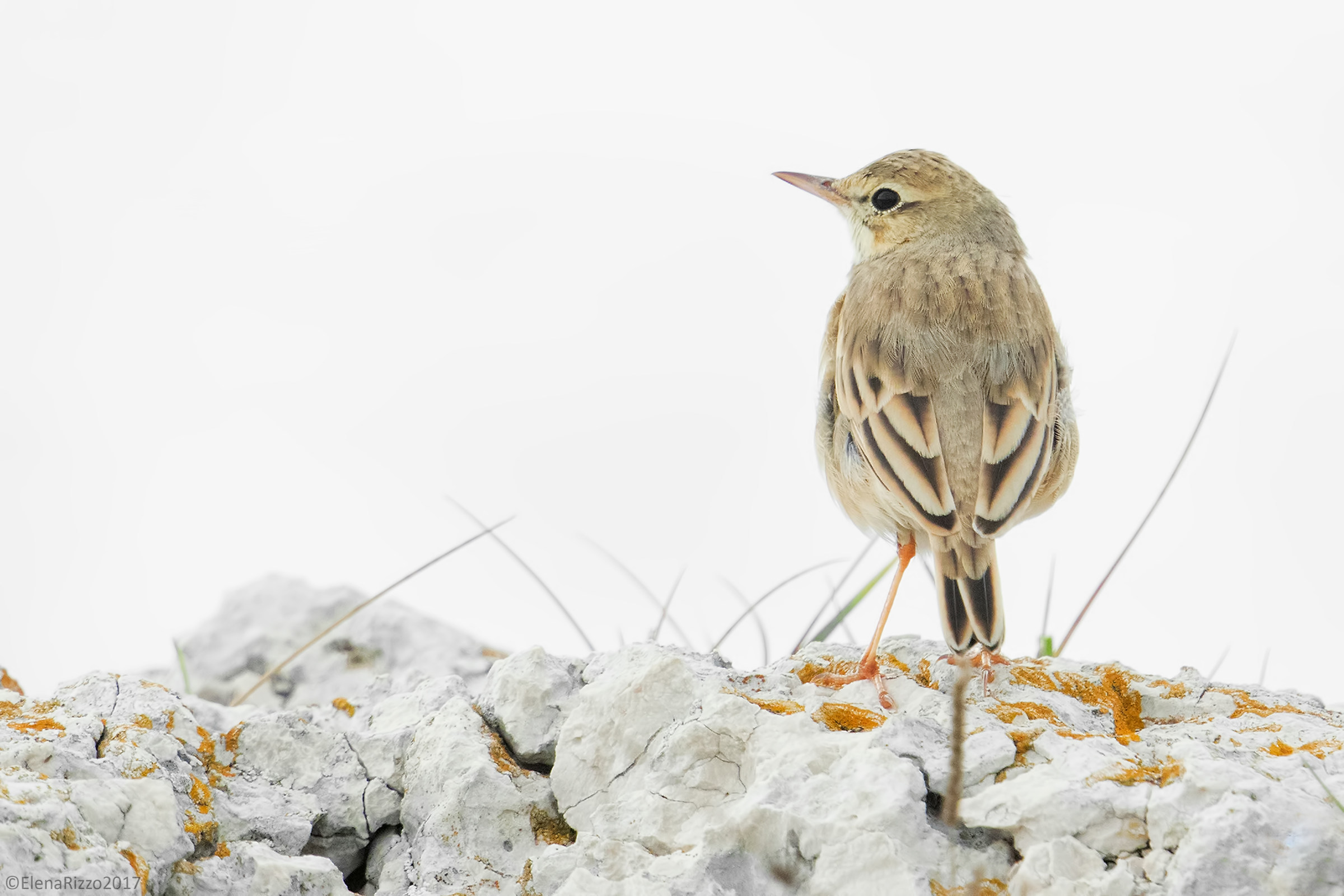 Calander on the rocks