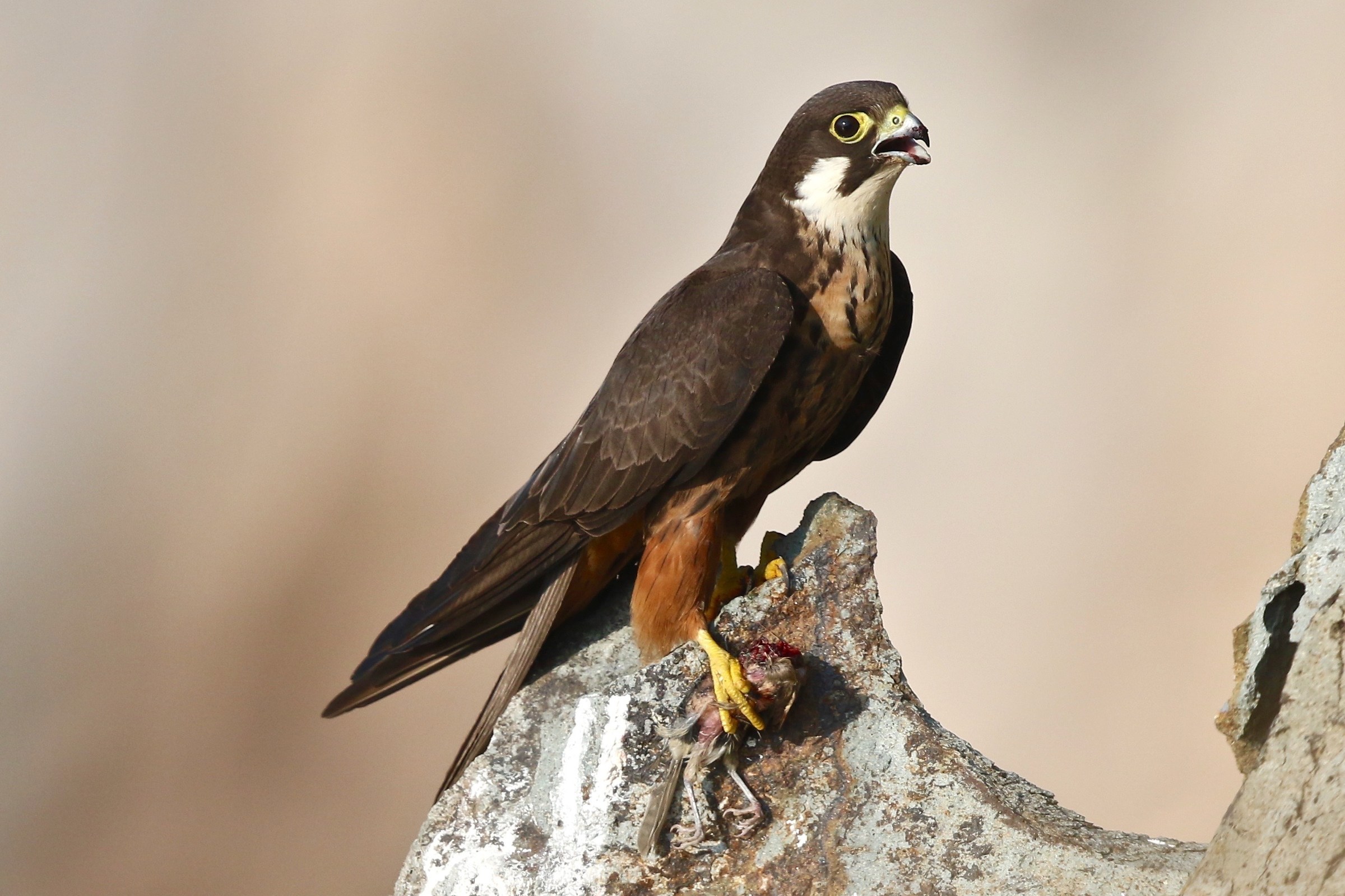hawk of the queen with prey