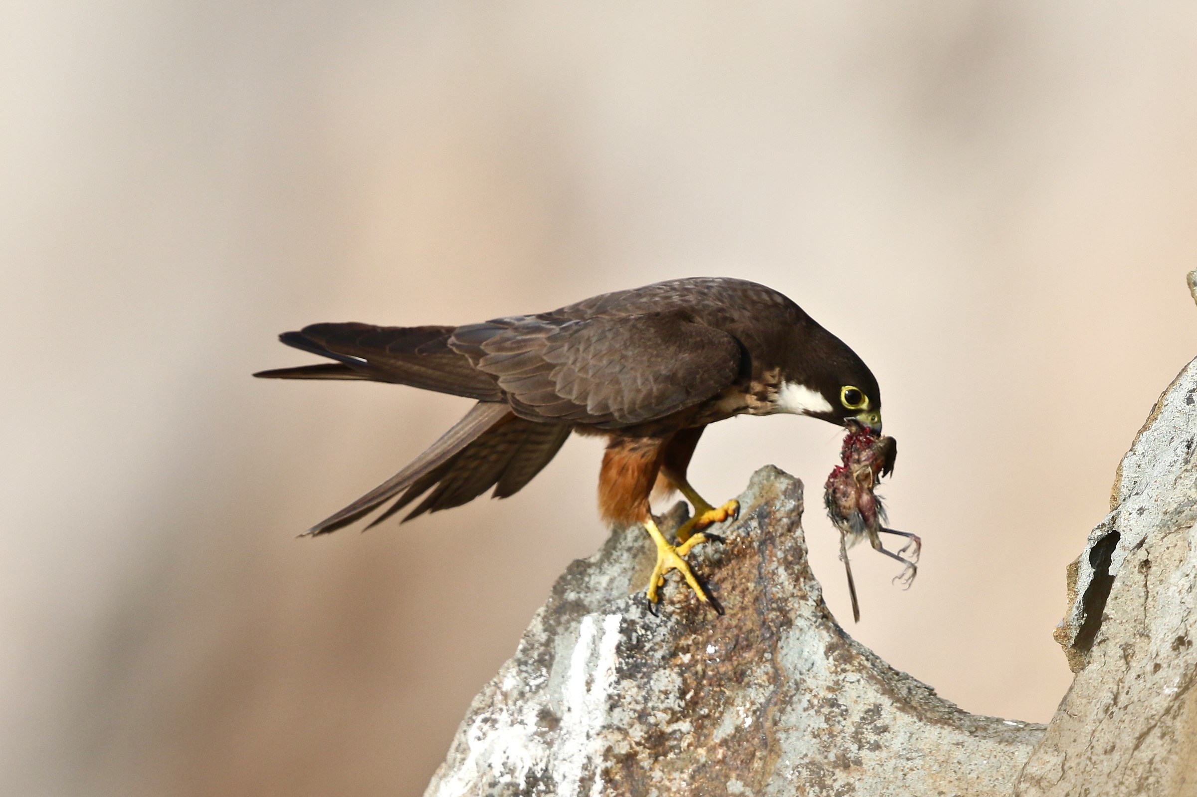 hawk of the queen with prey