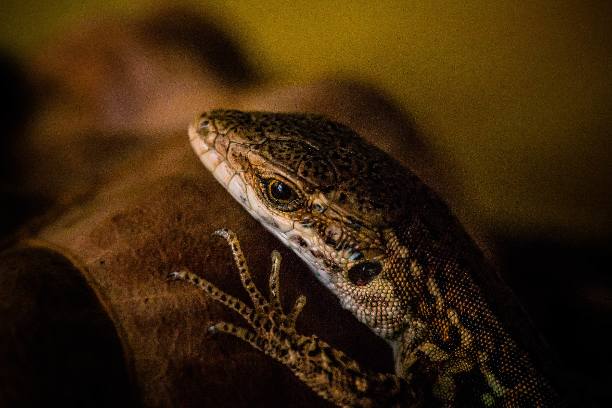 Podarcis muraiola, juv.