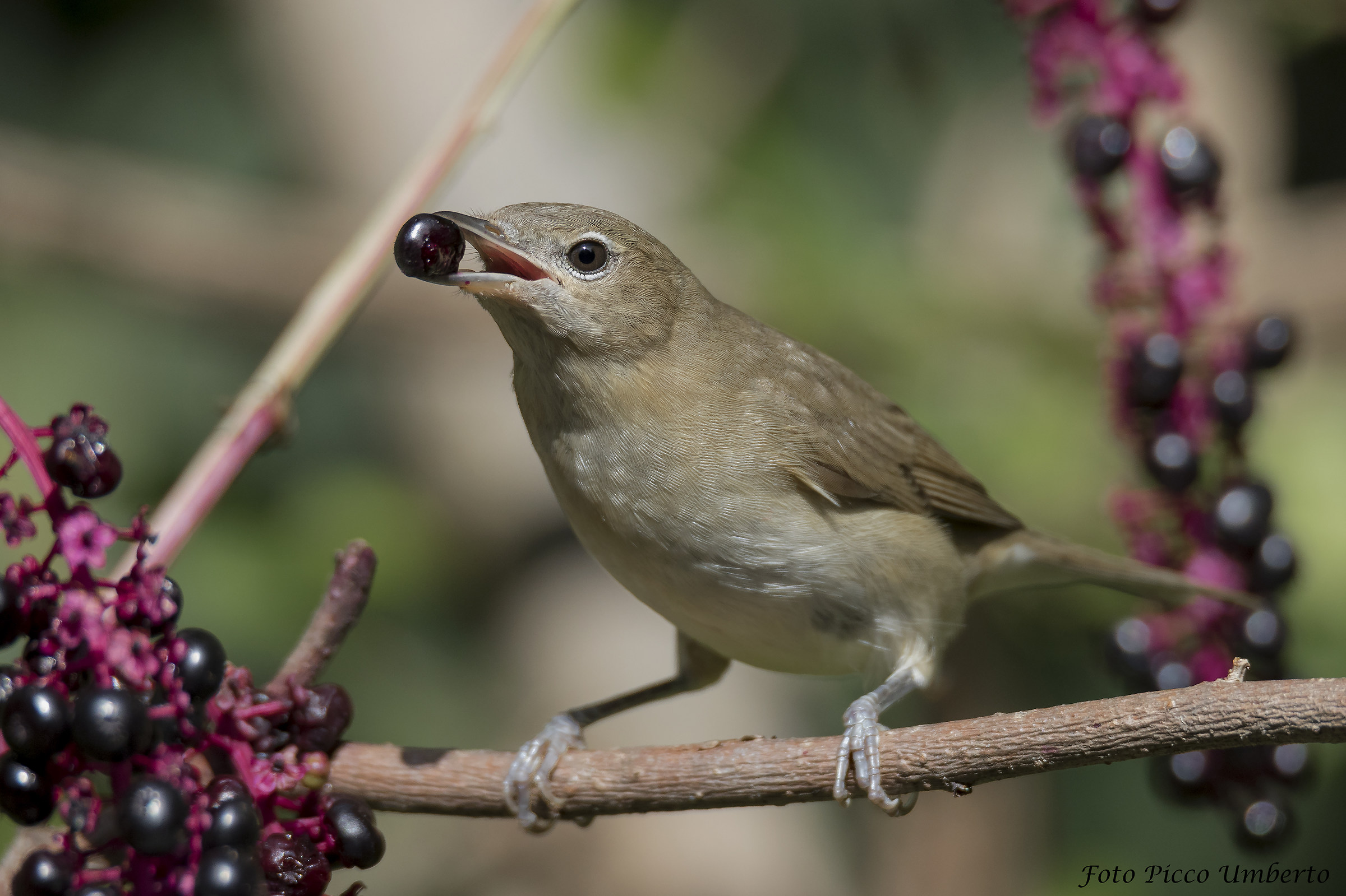 beccafico in pastura