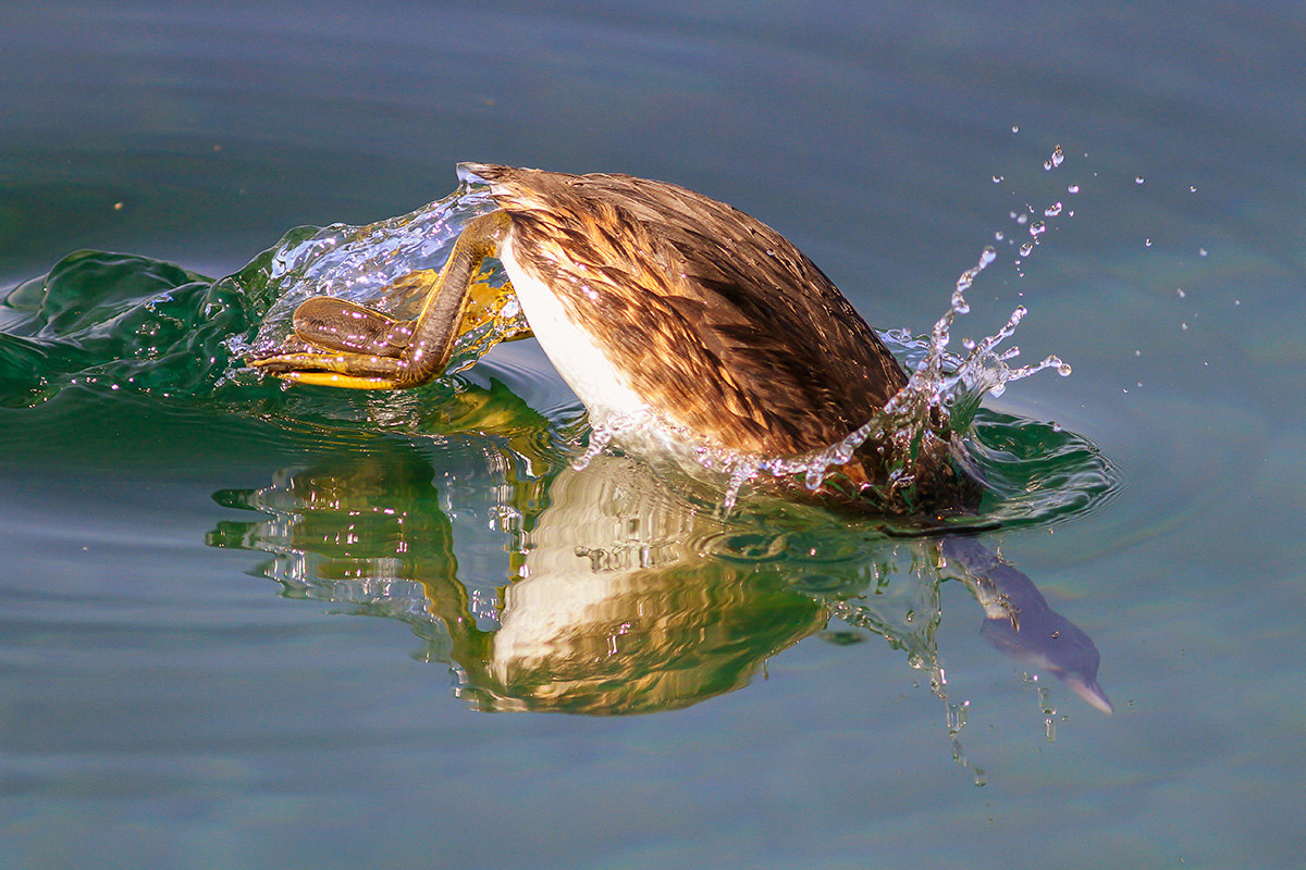 Greater diving in diving