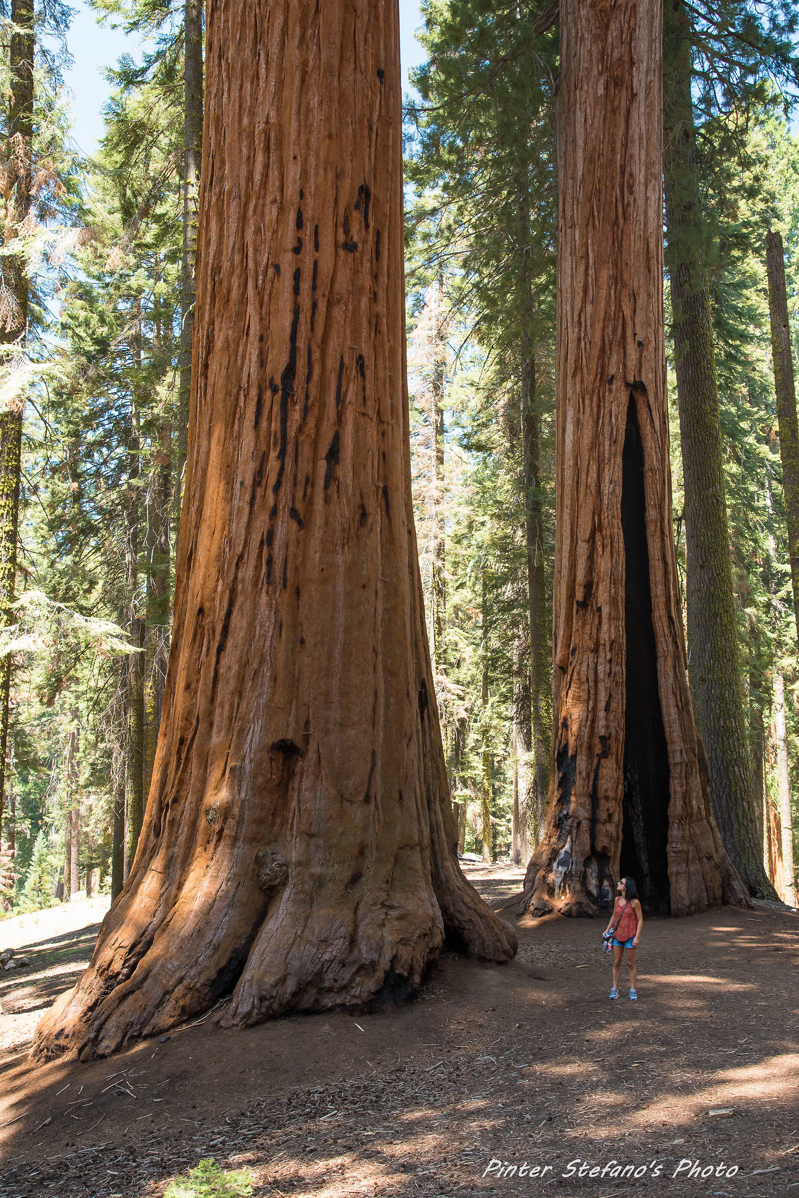 sequoia national park2