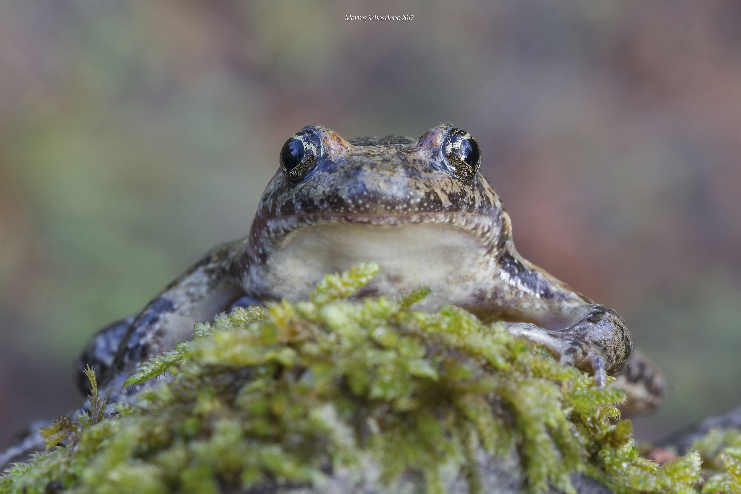 Sardinian Discoglosso