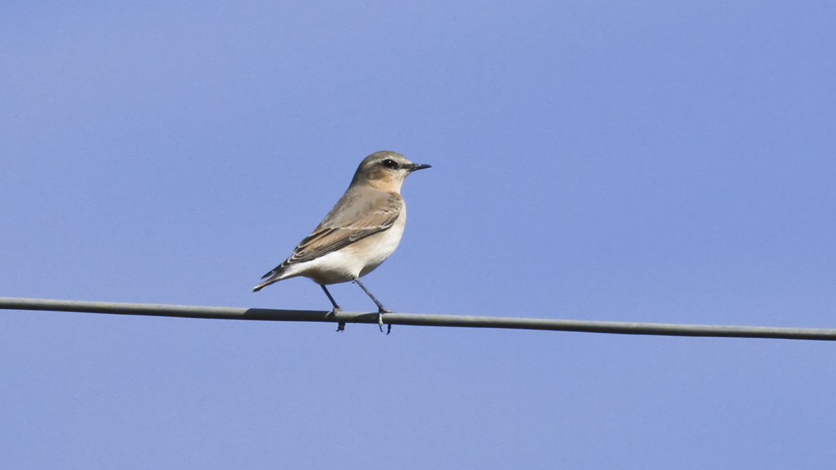 A Wheatear of passage ......