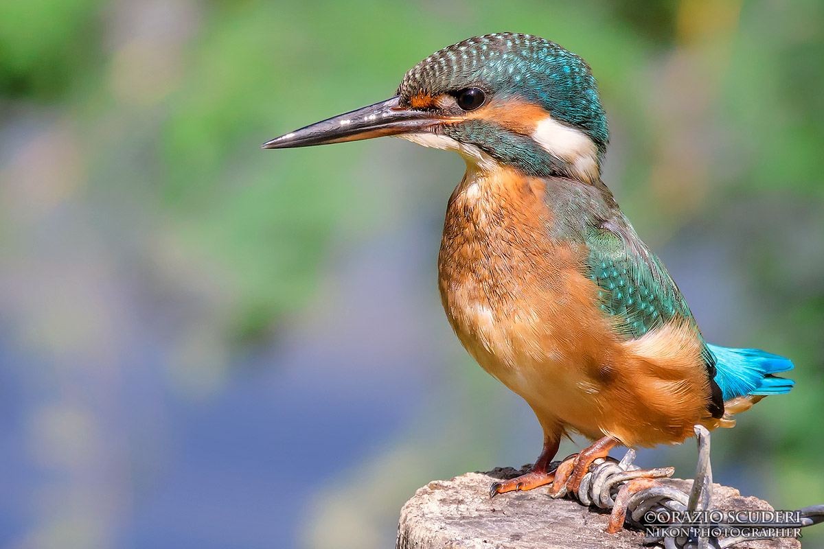 Alcedo atthis