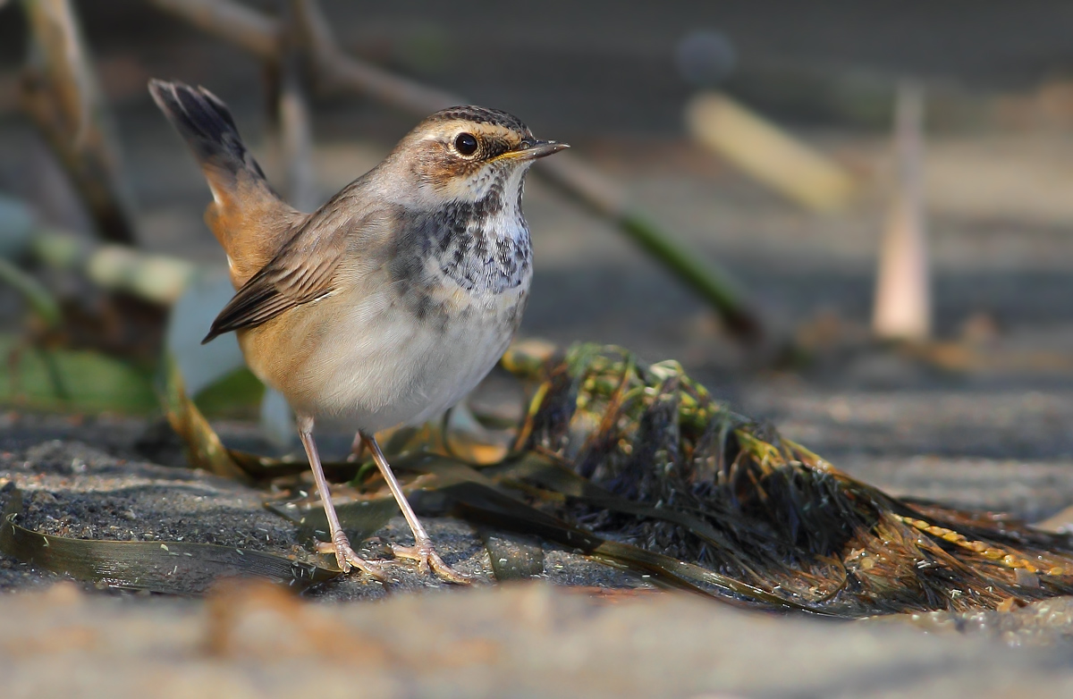 Bluethroat