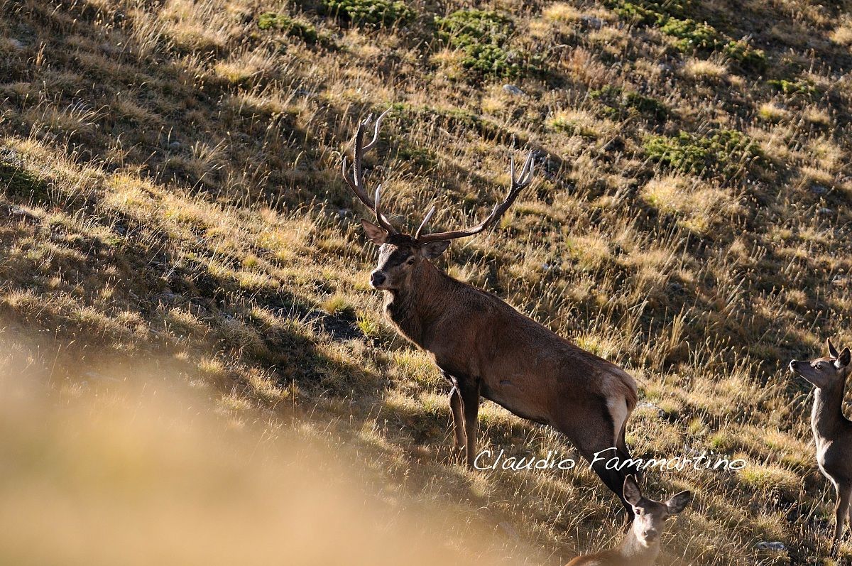cervo maschio con femmine