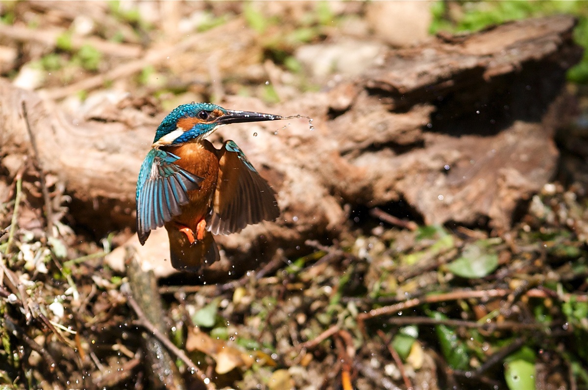 Dopo il pasto, mi lavo i denti.