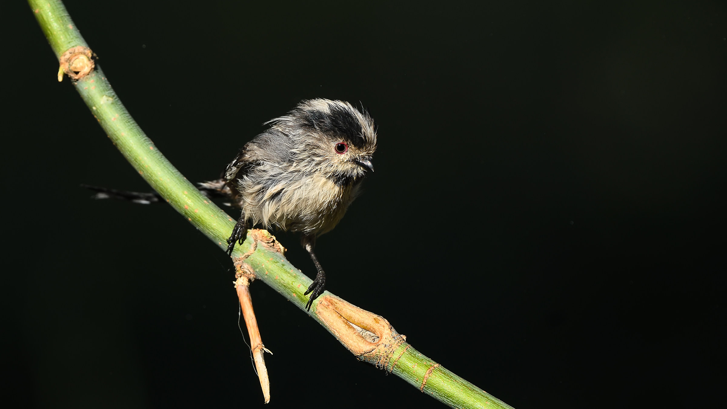 Uzunkuyruklu ba&scedil;tankara » Aegithalos caudatus &...