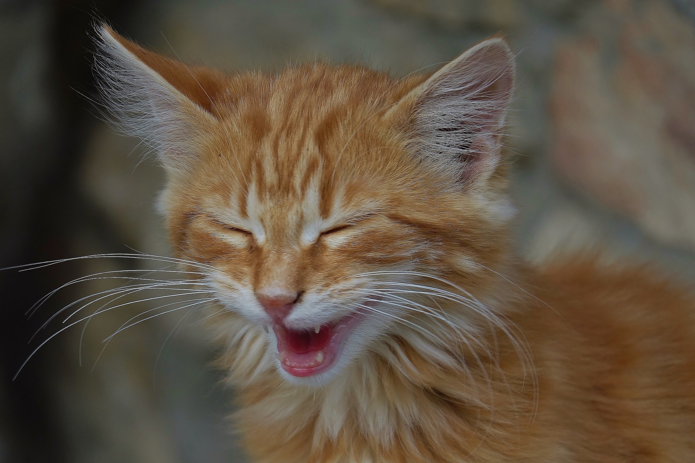 red kitten ..... in the foreground