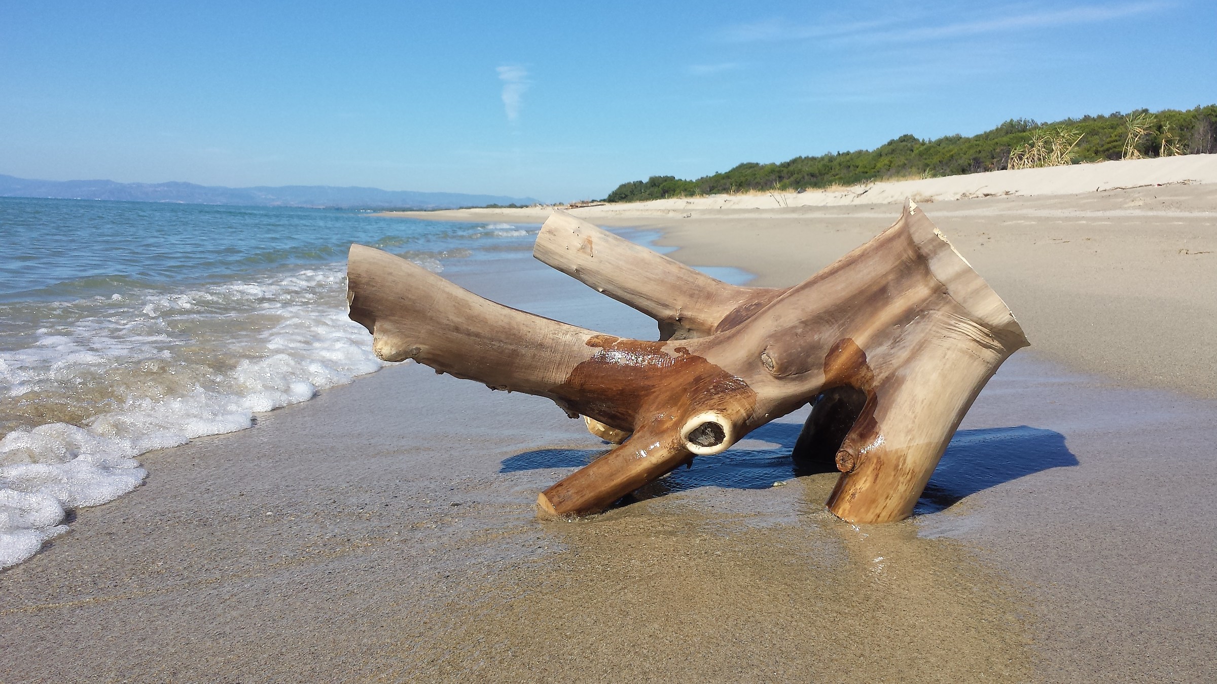 Ceppo in riva al mare