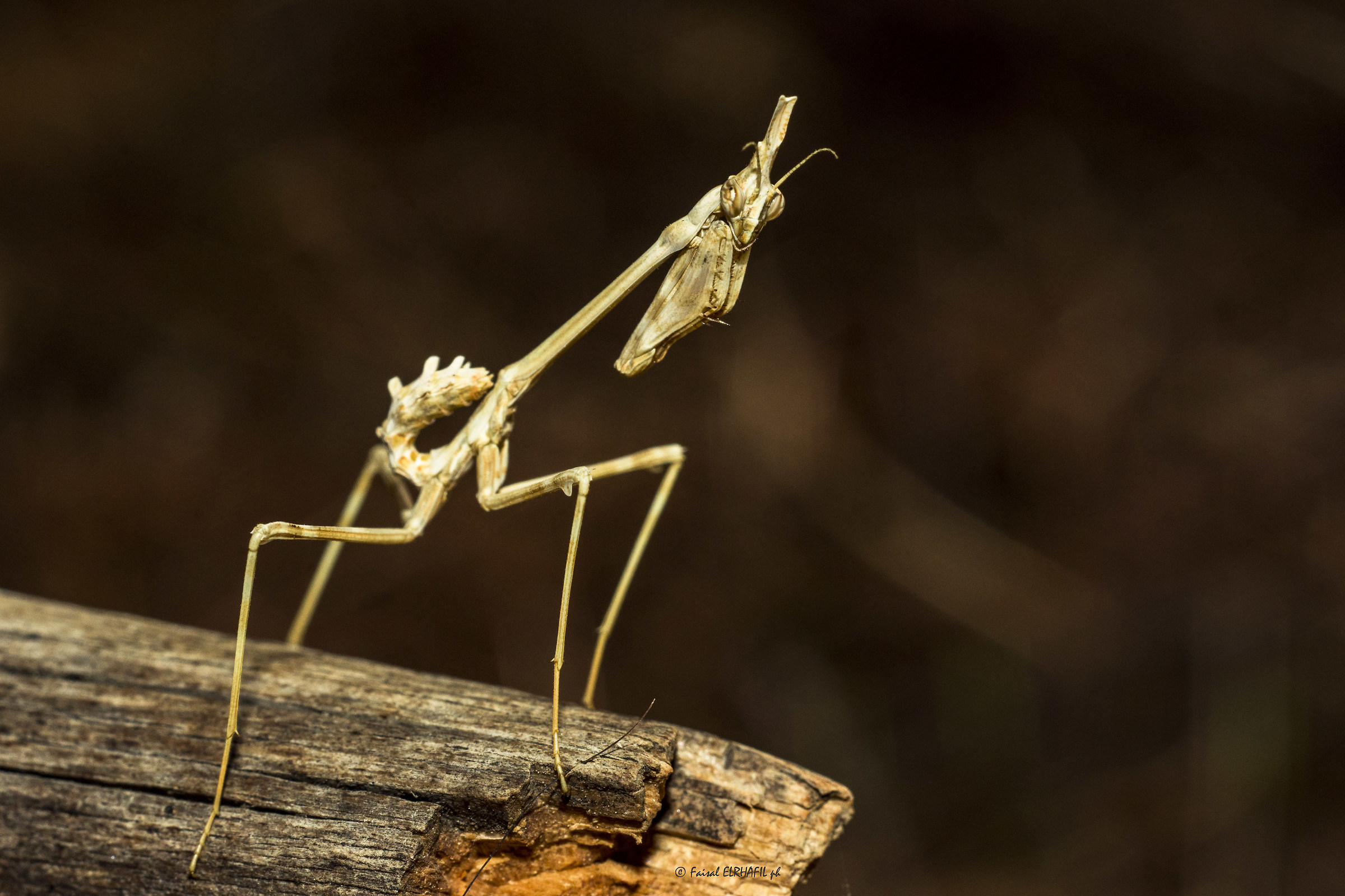 Neanide of Empusa pennata