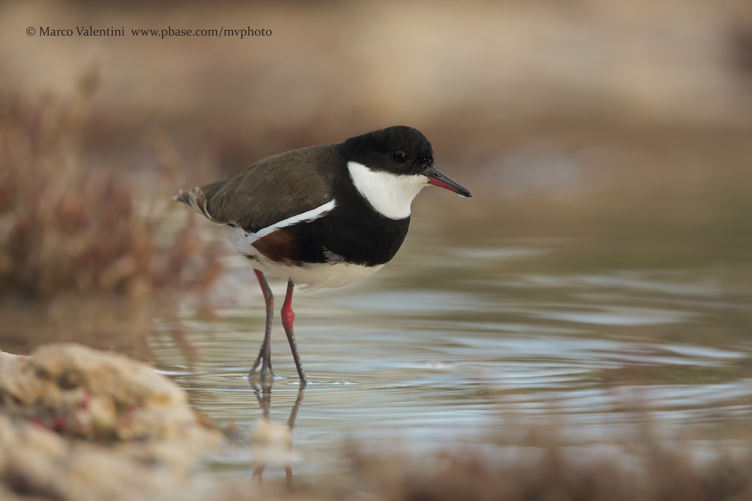 Red-kneed dotterel