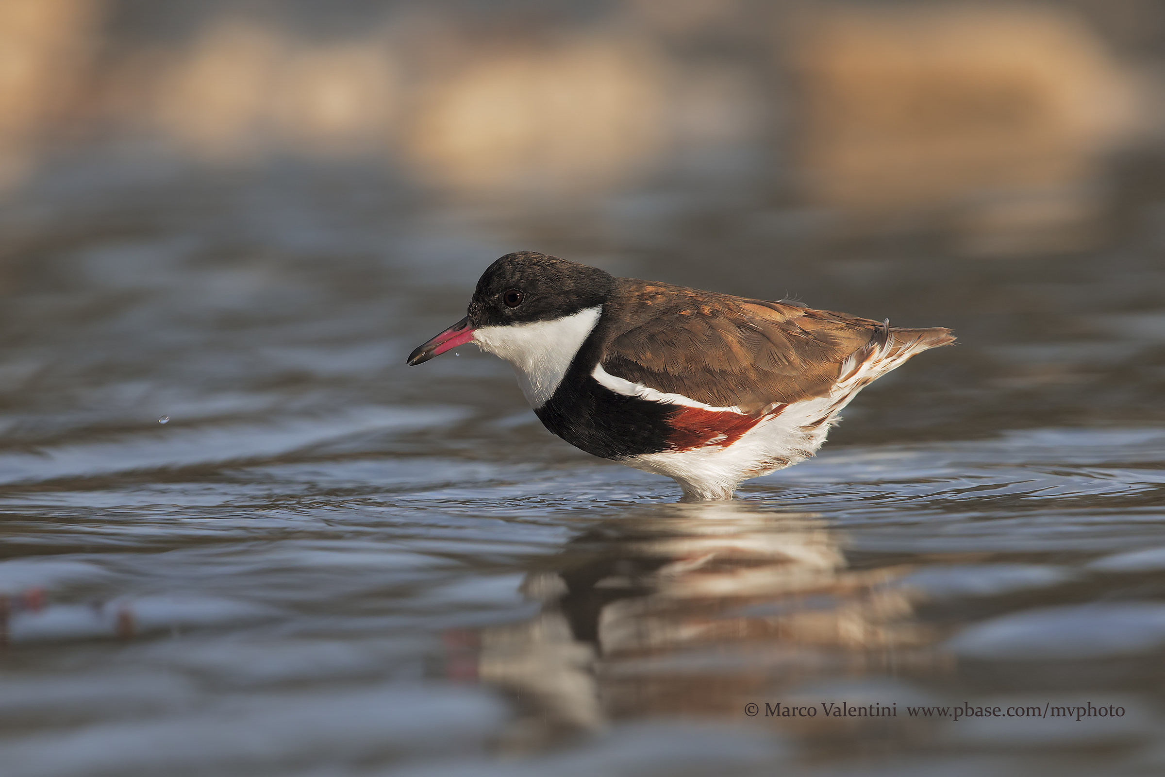 Red-kneed dotterel