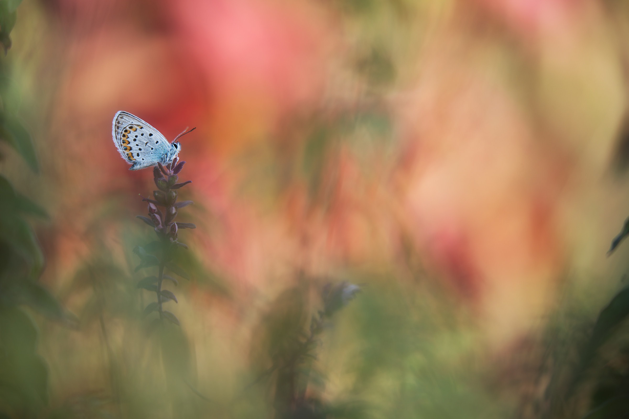 Plebejus argus