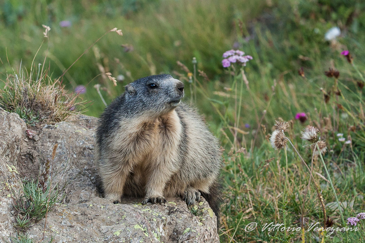 Marmotta alle Méyes
