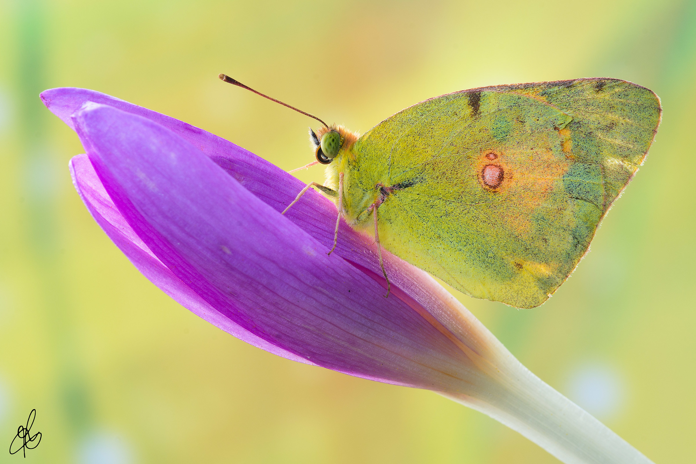 Un connubio di bellezza ...